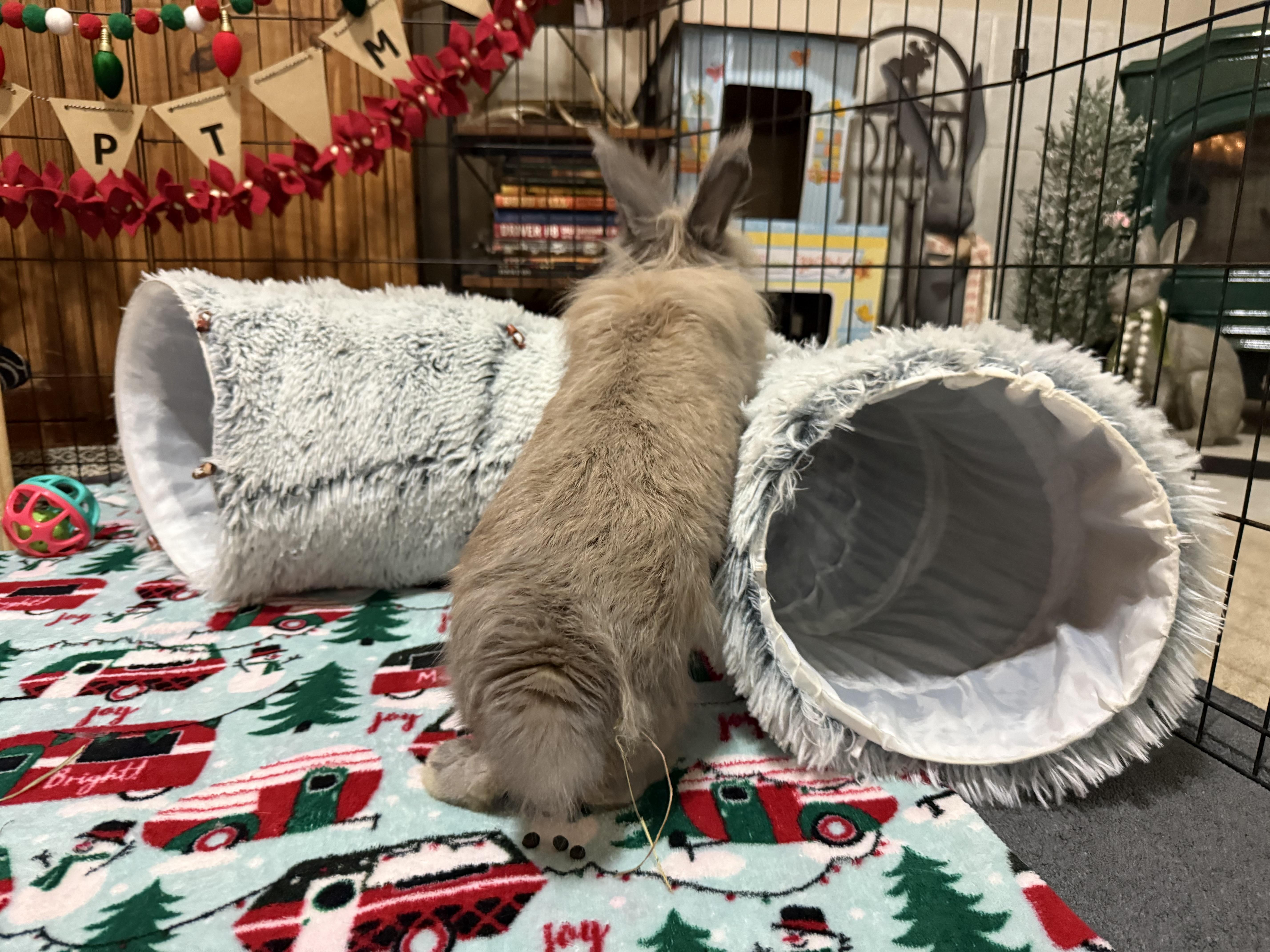 Enlarge Brice, a Adoptable Lionhead in Little Rock, AR image 1/5