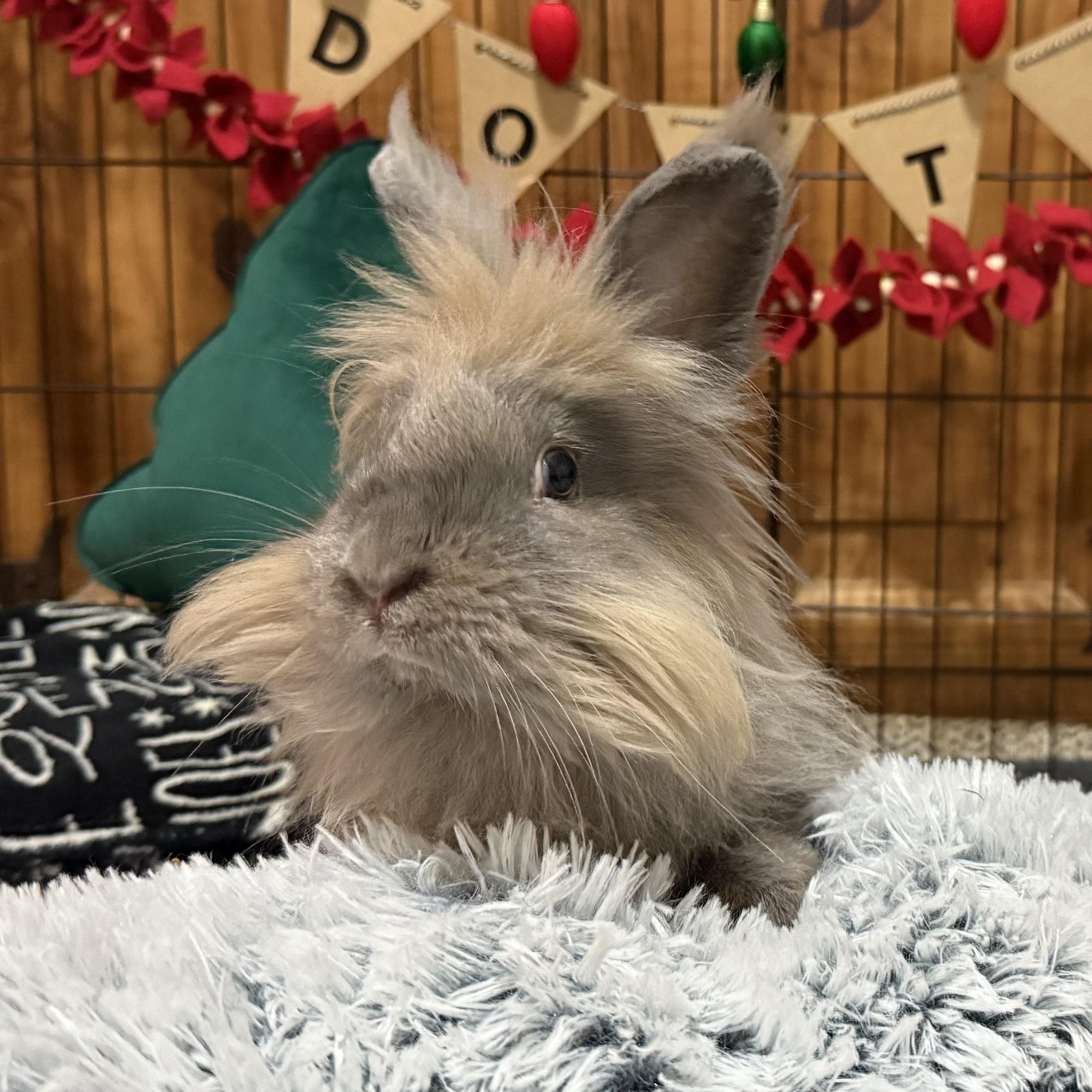 Enlarge Brice, a Adoptable Lionhead in Little Rock, AR image 2/6