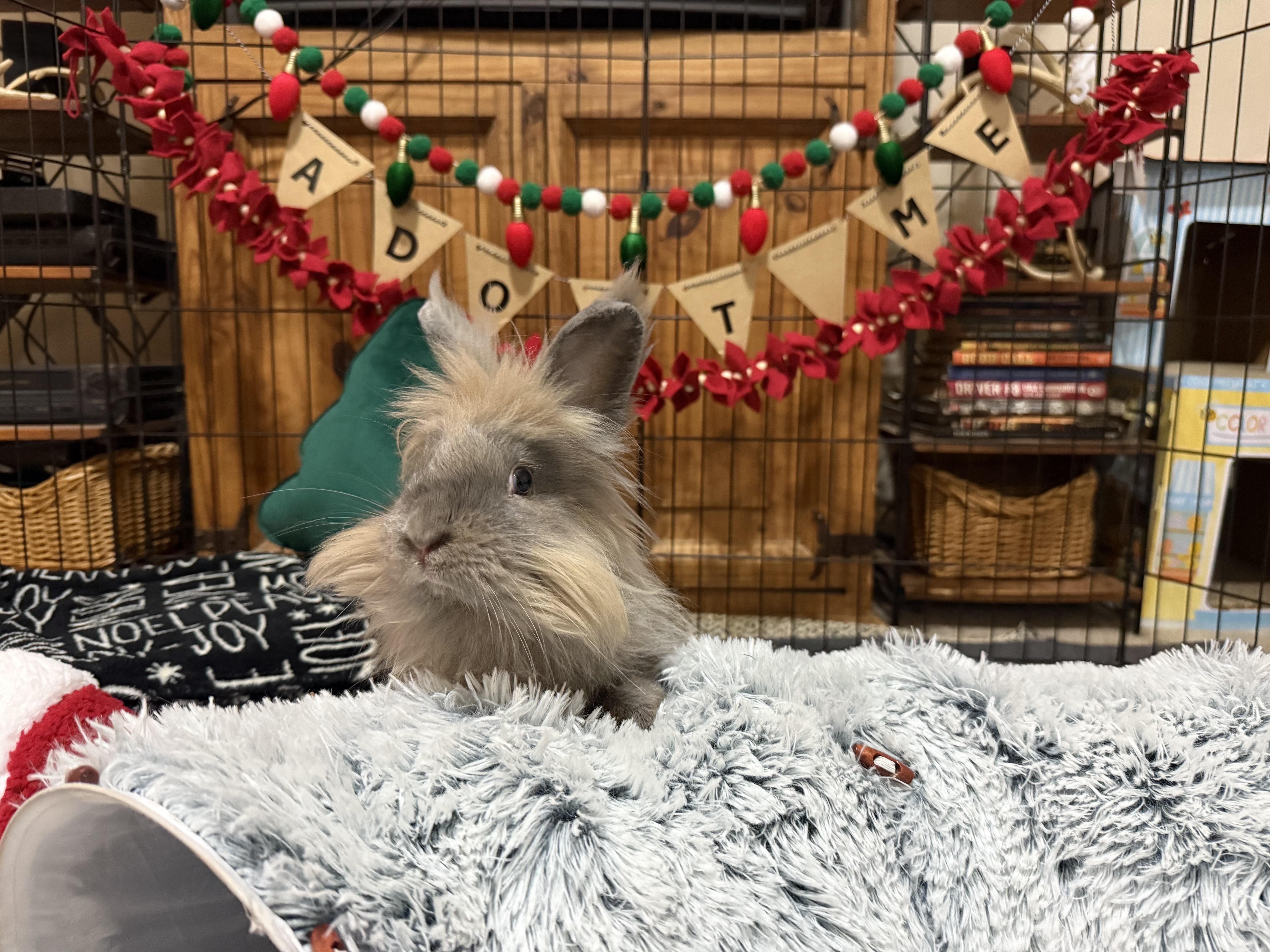 Enlarge Brice, a Adoptable Lionhead in Little Rock, AR image 2/5