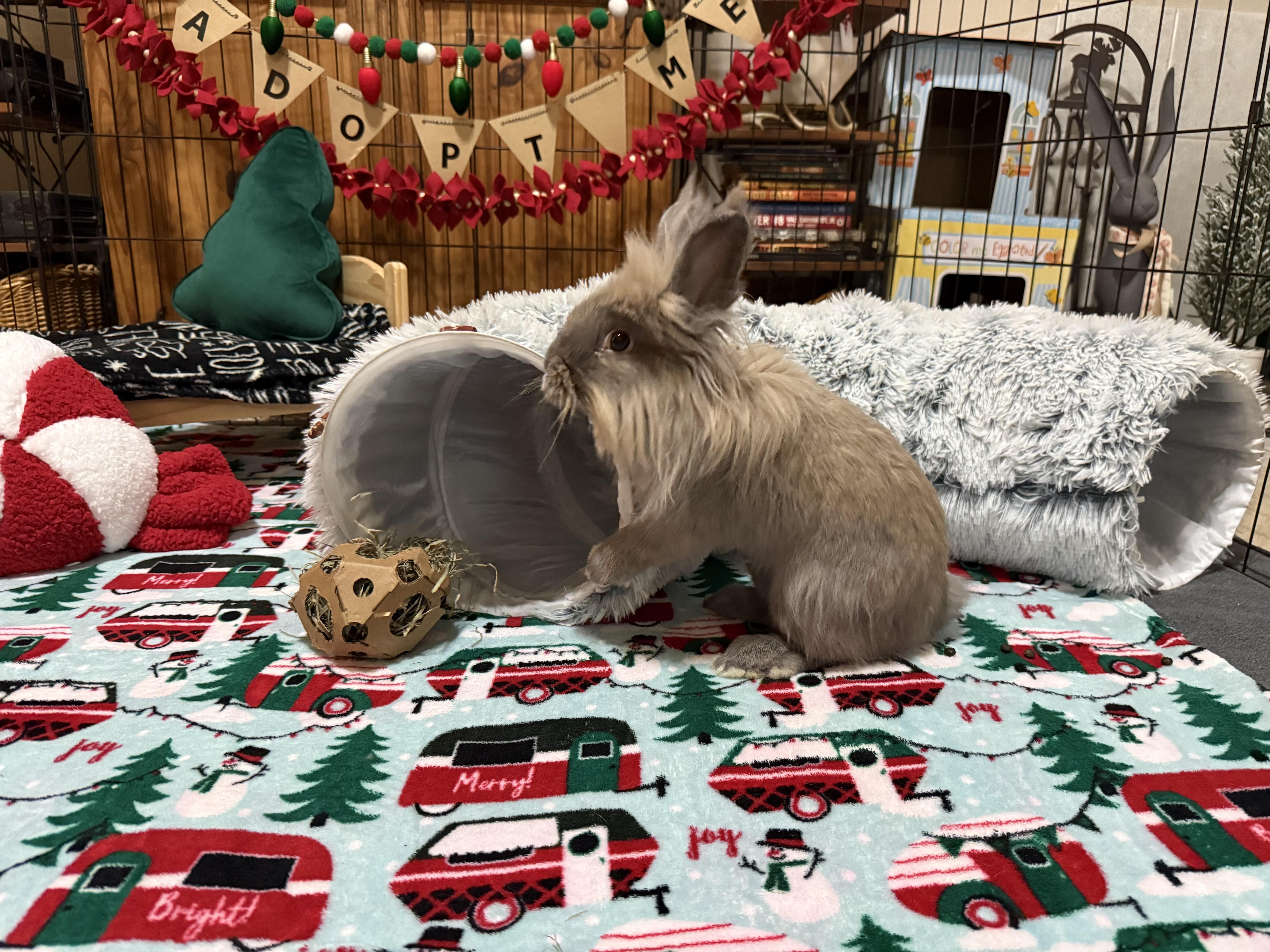Enlarge Brice, a Adoptable Lionhead in Little Rock, AR image 3/5