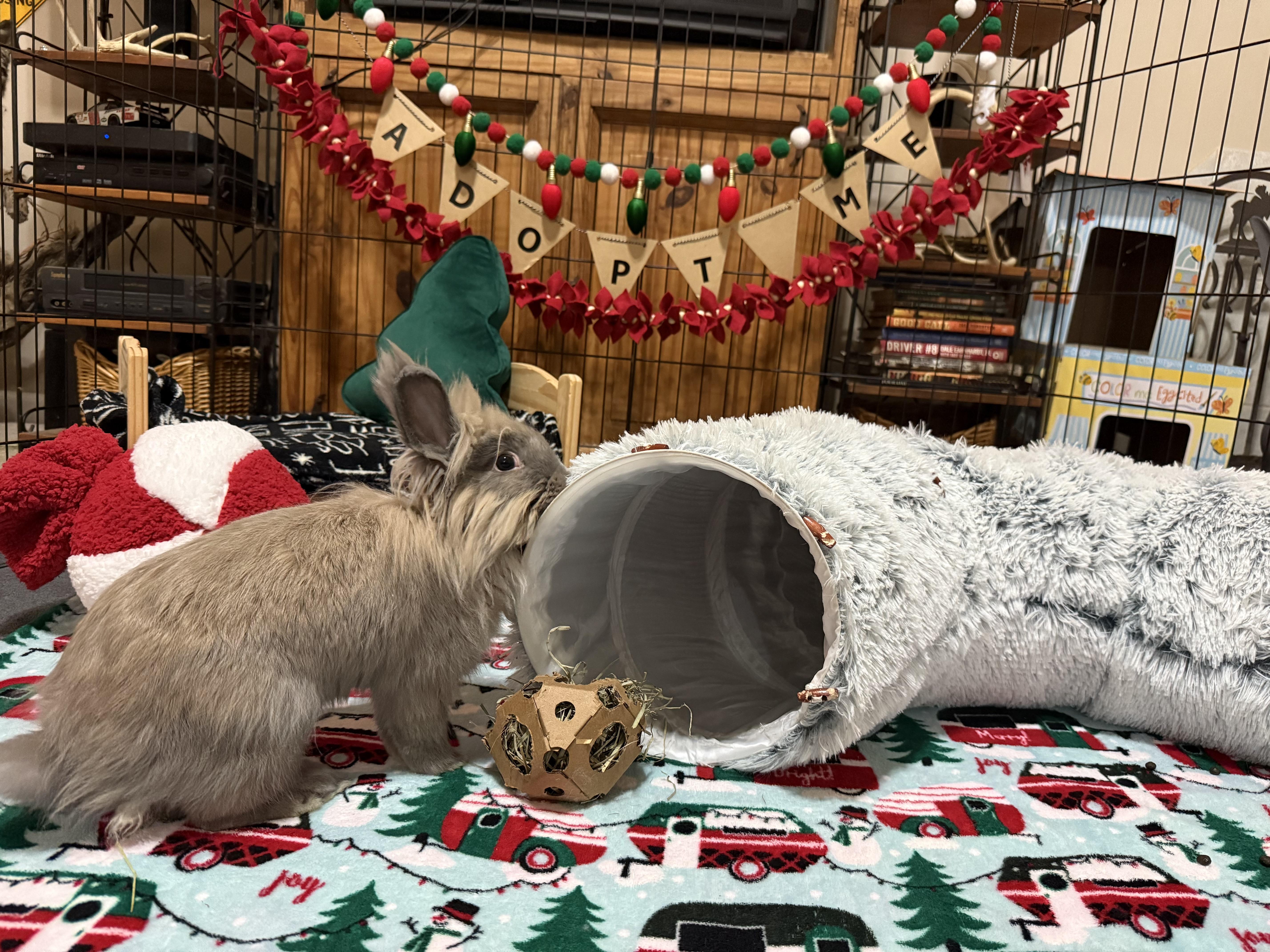 Enlarge Brice, a Adoptable Lionhead in Little Rock, AR image 4/5