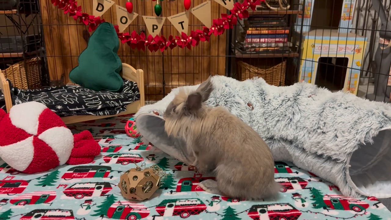 Enlarge Brice, a Adoptable Lionhead in Little Rock, AR video 5/5