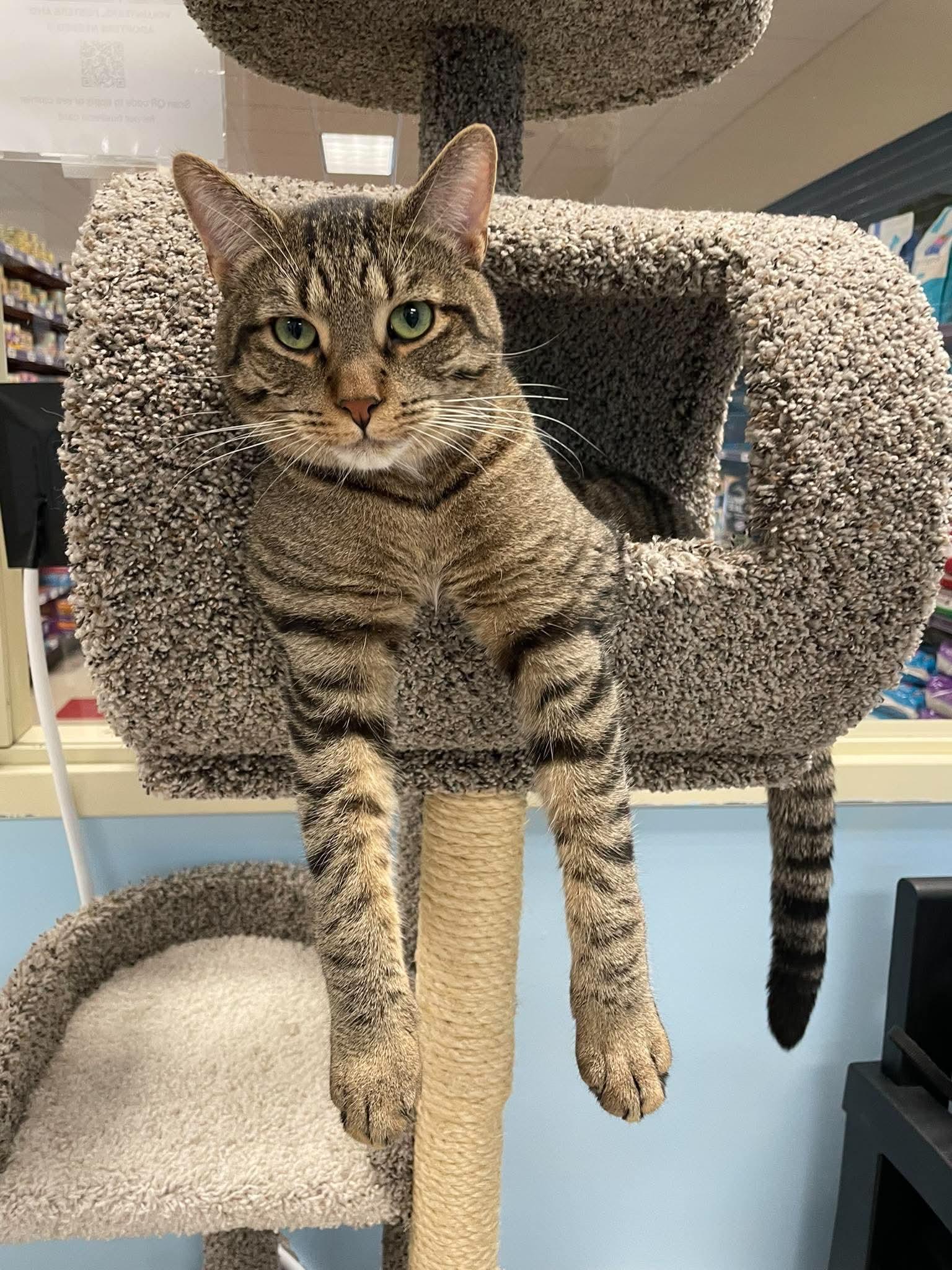 Chuck, an adoptable Domestic Short Hair in Rochester, NY image 6/6