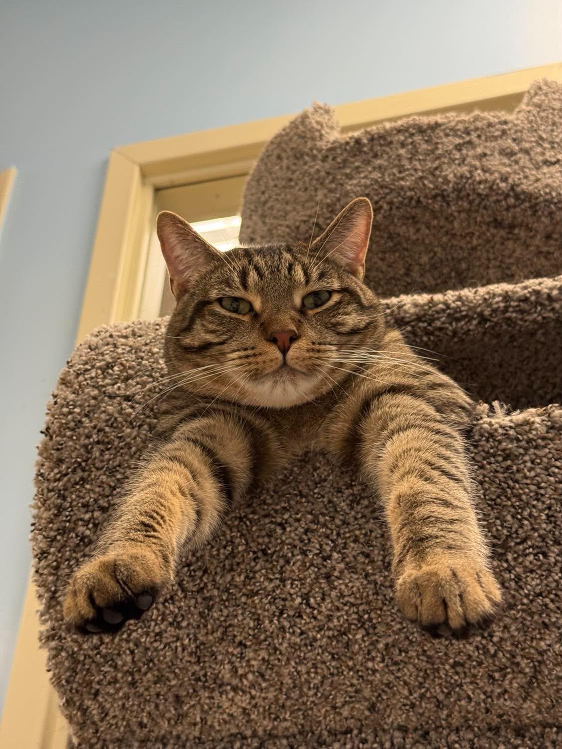 Chuck, an adoptable Domestic Short Hair in Rochester, NY image 4/6