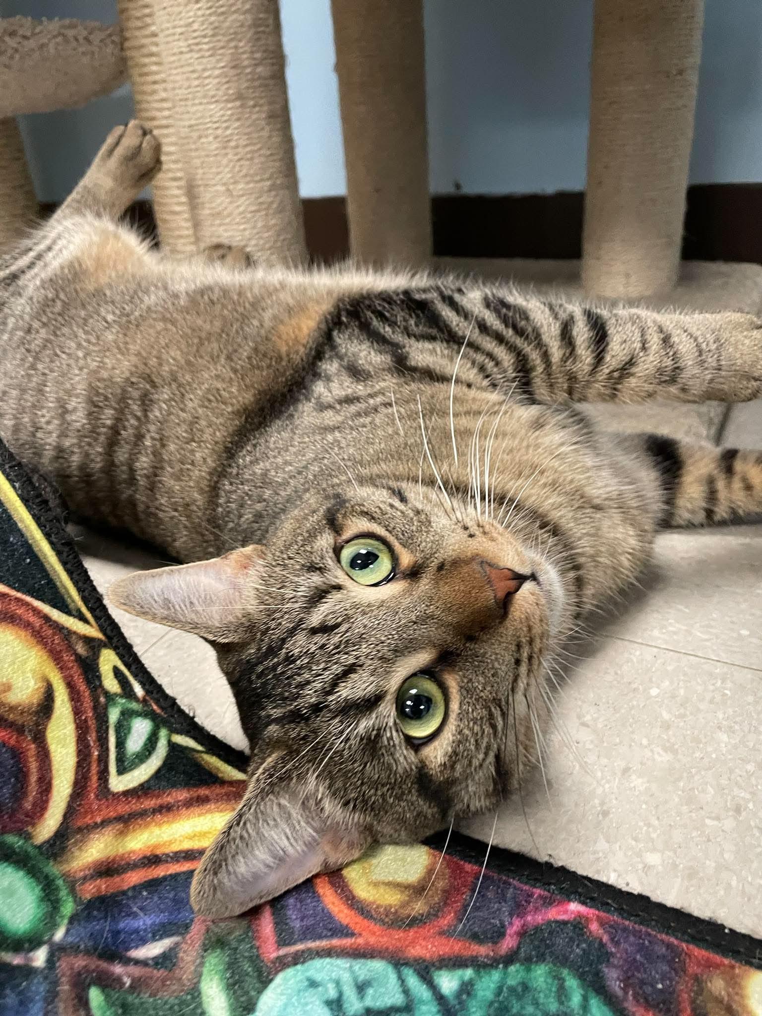 Chuck, an adoptable Domestic Short Hair in Rochester, NY image 3/6