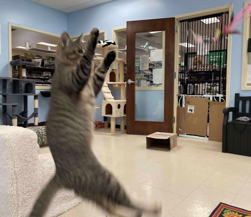 Chuck, a Adoptable Domestic Short Hair in Rochester, NY image 4/5