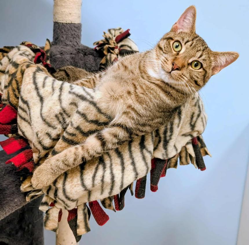 Chuck, a Adoptable Domestic Short Hair in Rochester, NY image 2/5