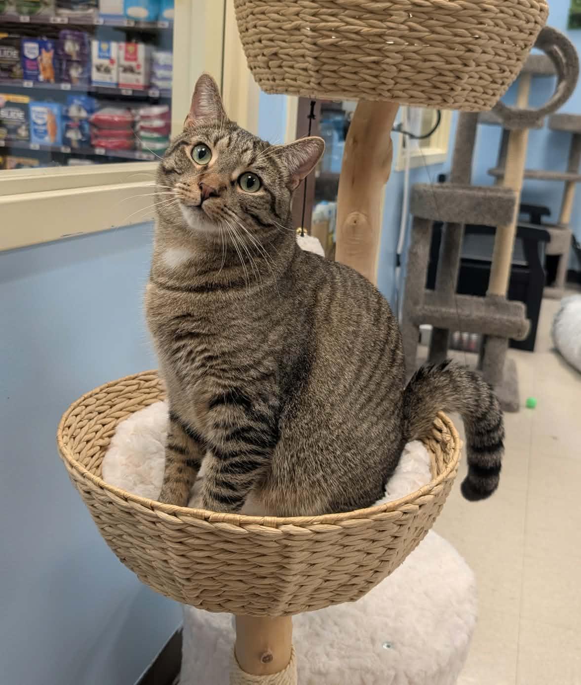 Chuck, adoptable, Young Male Domestic Short Hair.