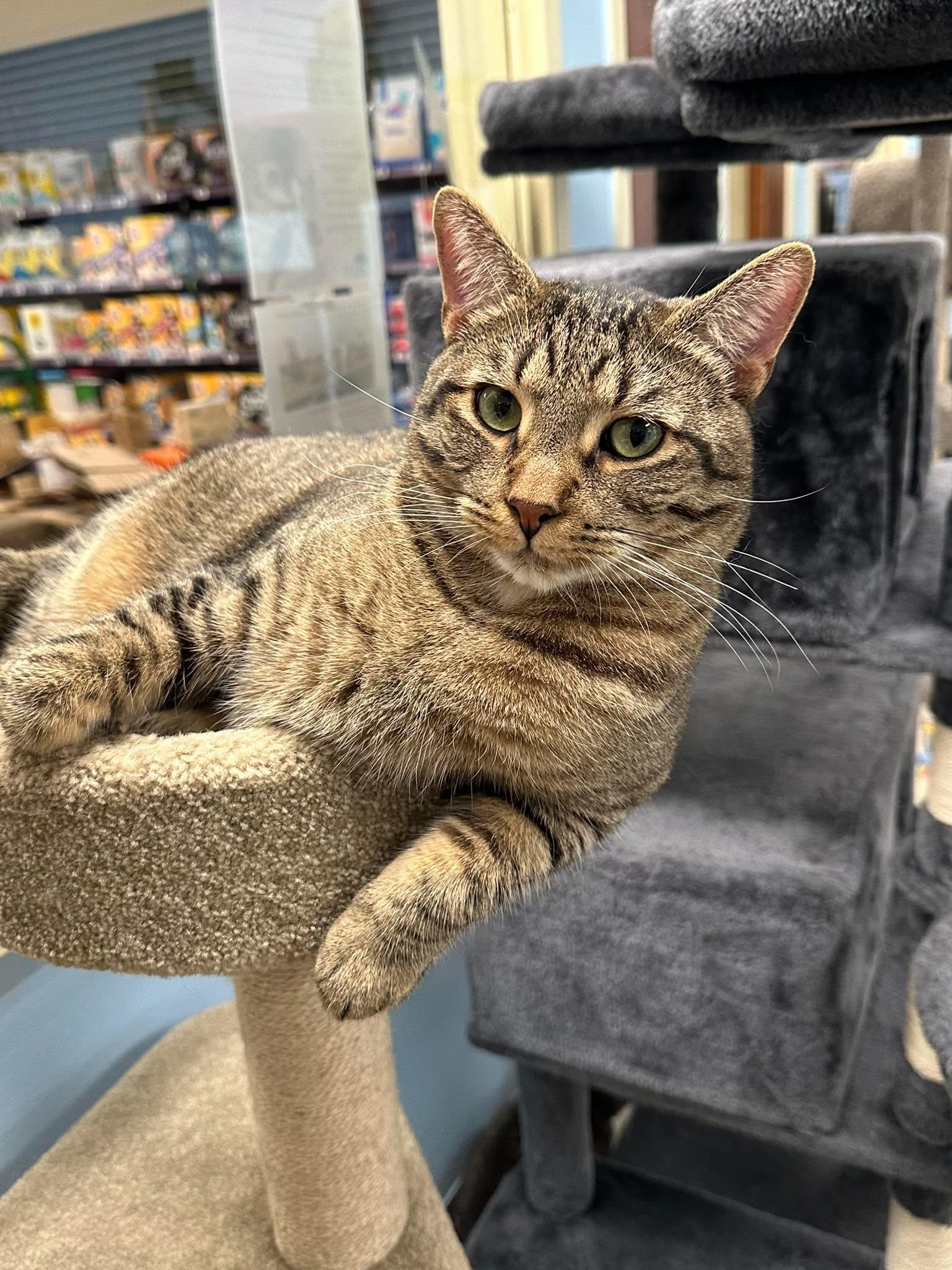 Chuck, an adoptable Domestic Short Hair in Rochester, NY image 5/6