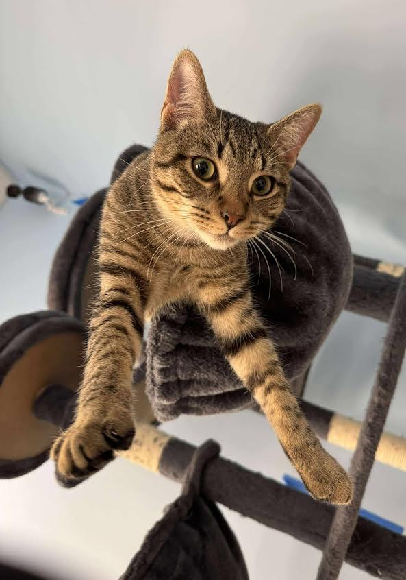 Chuck, a Adoptable Domestic Short Hair in Rochester, NY image 3/5