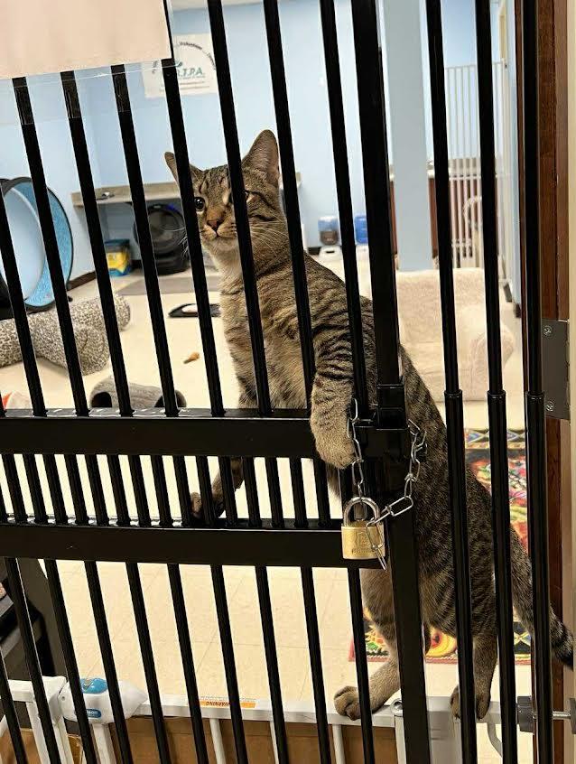 Chuck, a Adoptable Domestic Short Hair in Rochester, NY image 5/5