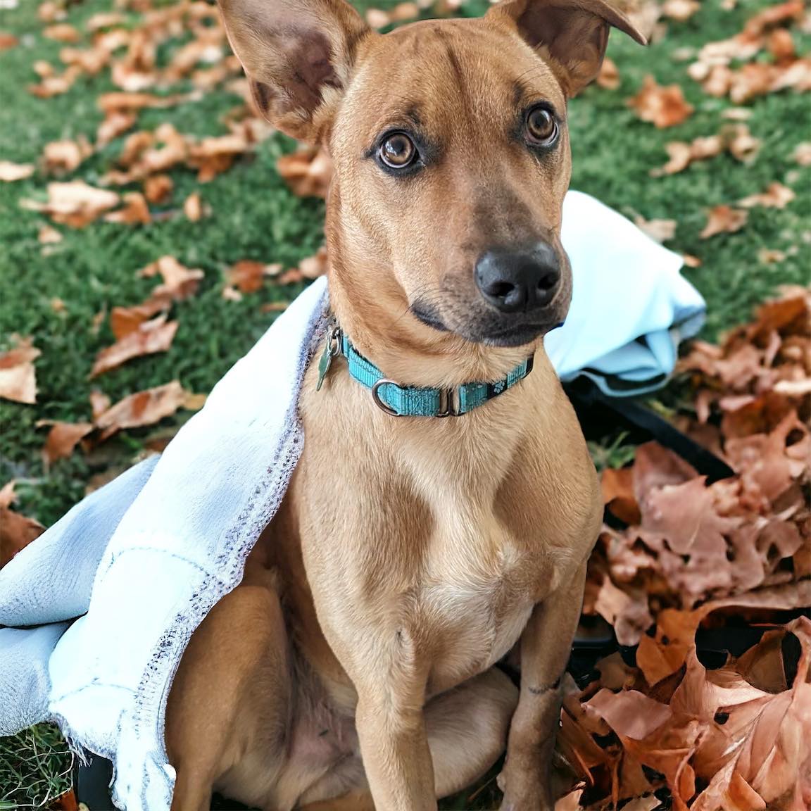 COMET $400