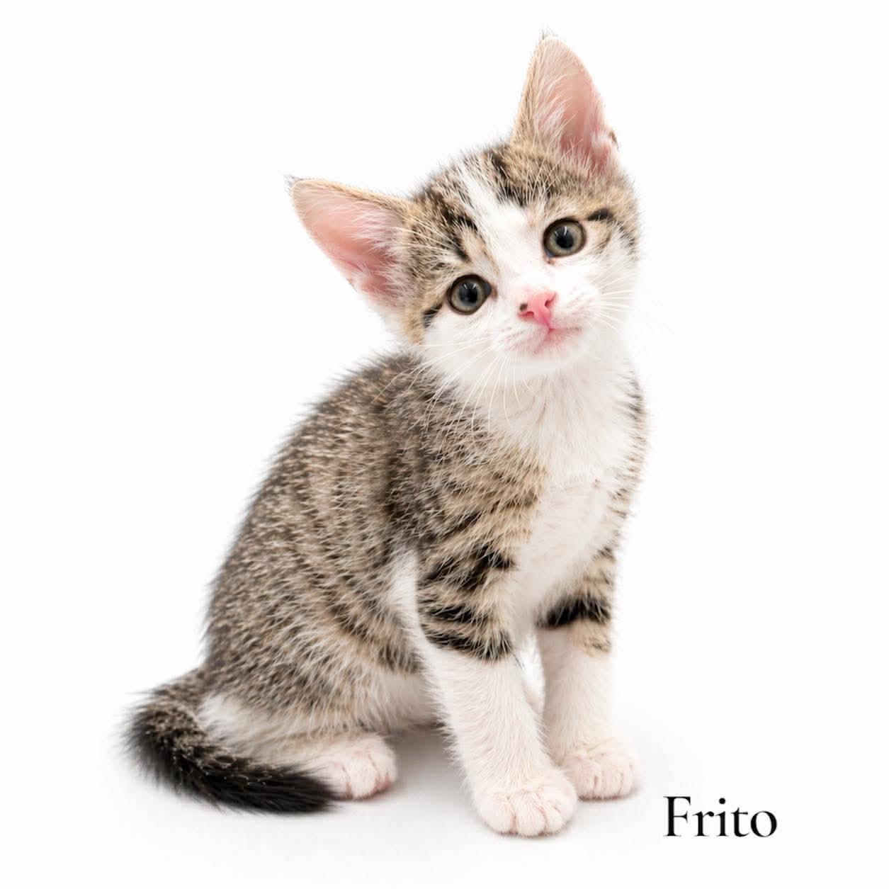 Enlarge Frito, a ADOPTABLE Domestic Short Hair in Stevensville, MI image 1/1