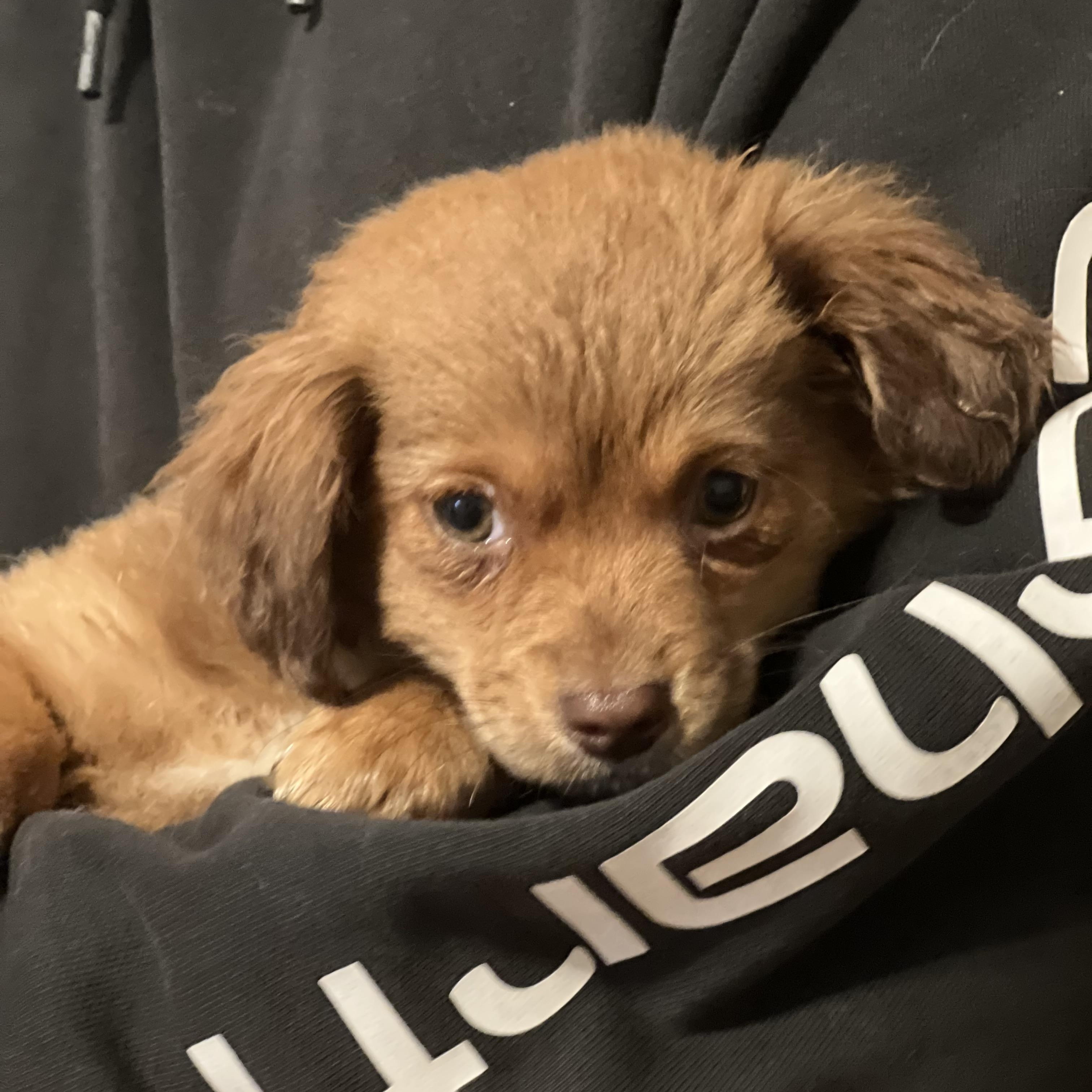 Jolly~ Dreamy Golden Spaniel thumbnail 2