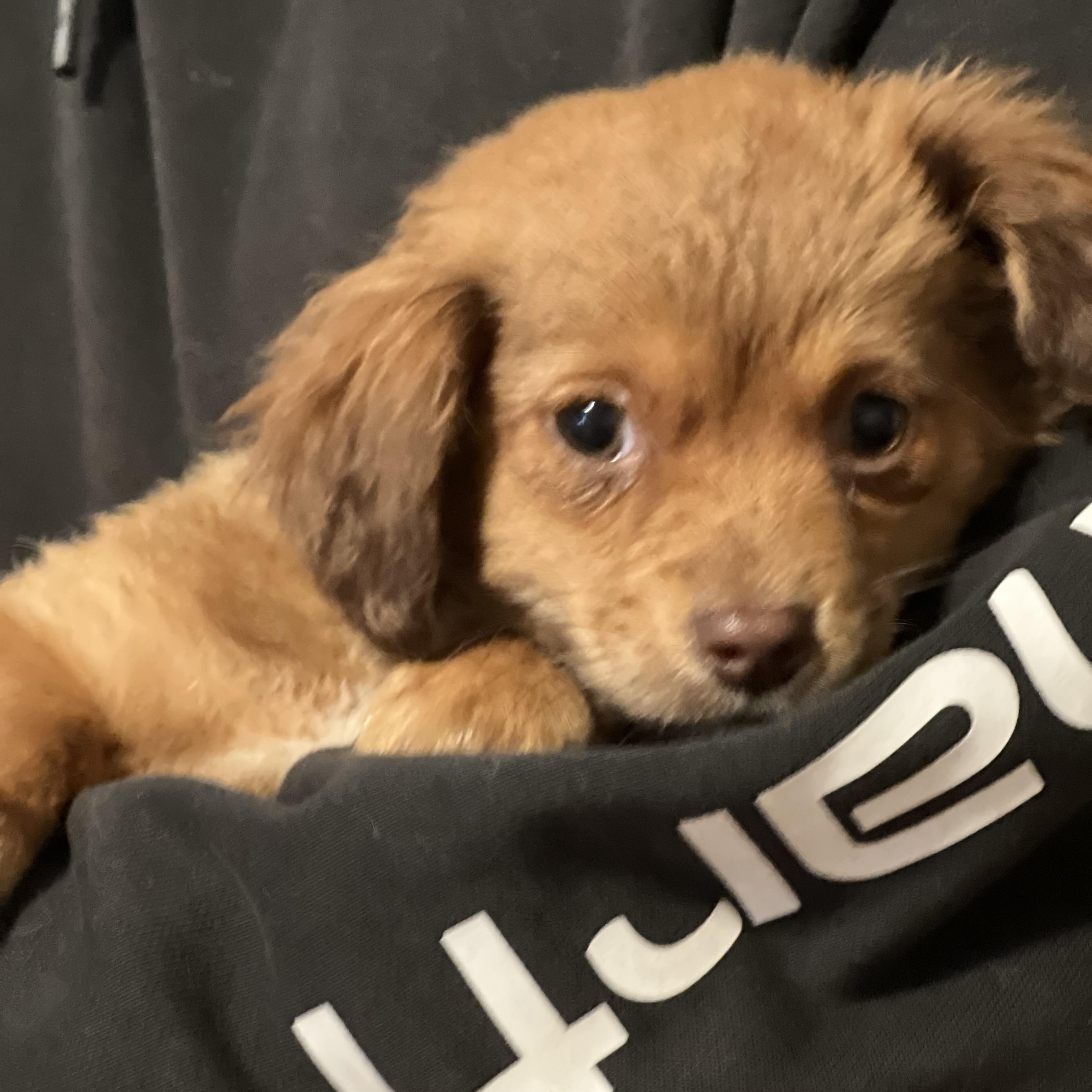 Jolly~ Dreamy Golden Spaniel