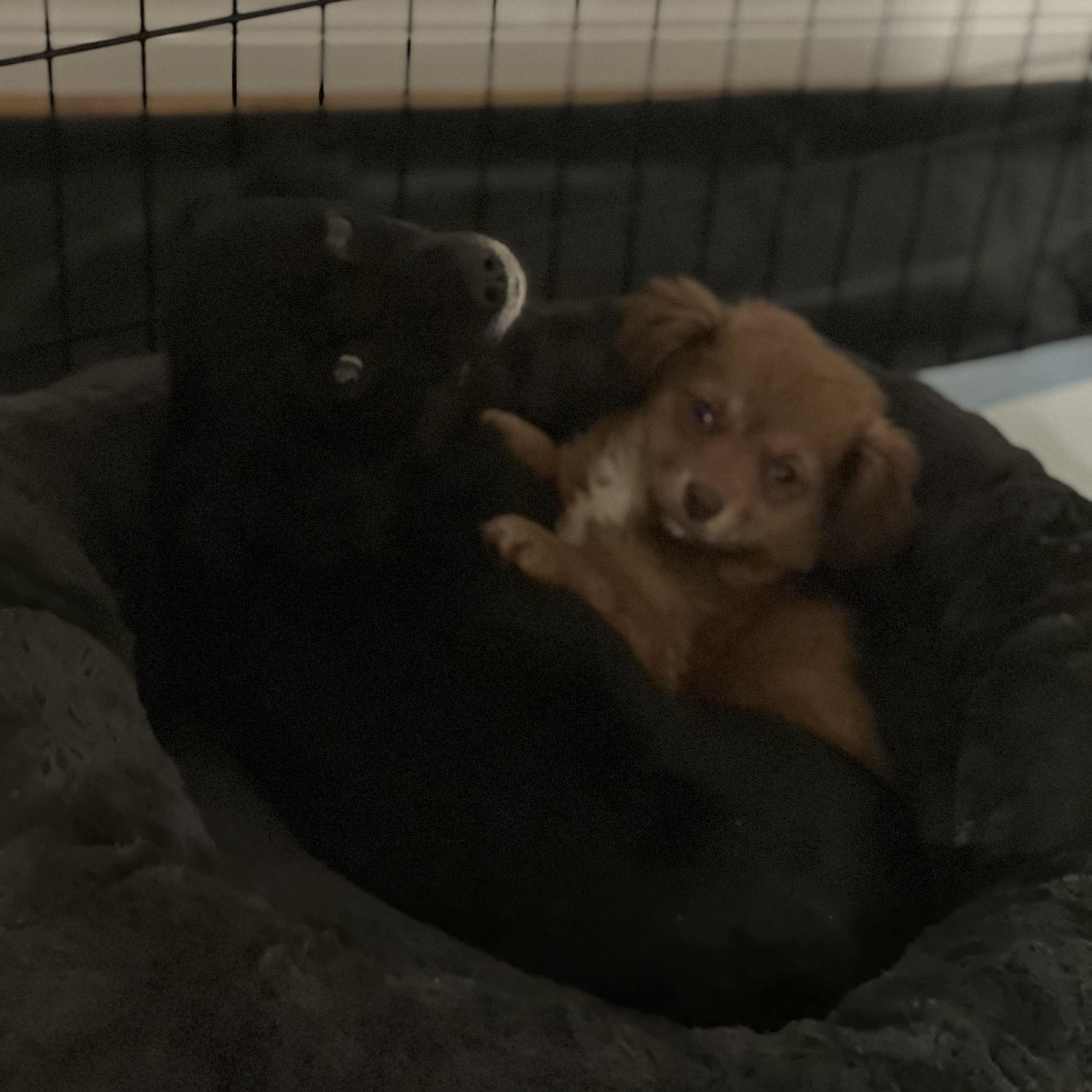 Jolly~ Dreamy Golden Spaniel thumbnail 4