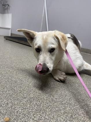 Enlarge Jade, a Adoptable mixed breed in Pequot Lakes, MN image 1/1