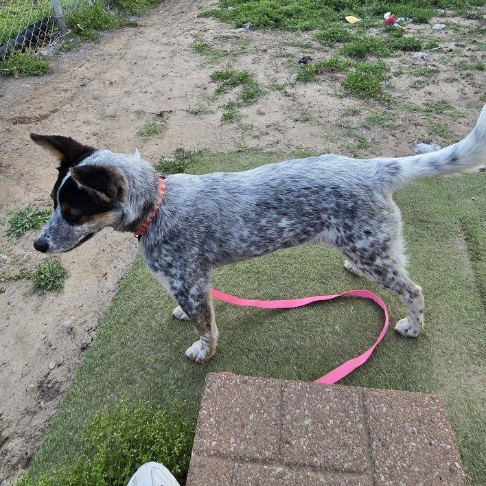 Enlarge Clara, a Adoptable Cattle Dog in Blue Springs, MO image 2/3