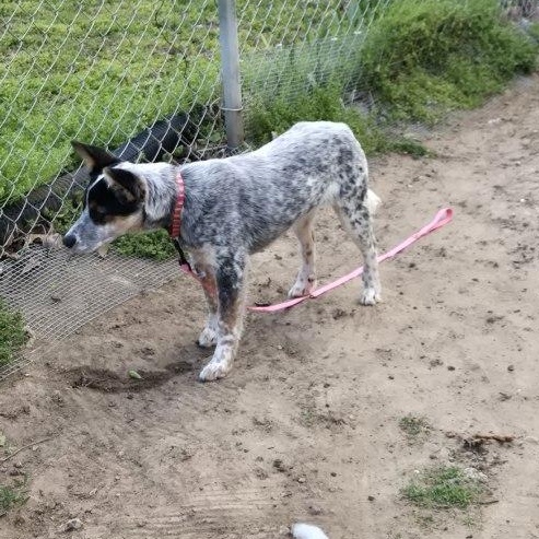Enlarge Clara, a Adoptable Cattle Dog in Blue Springs, MO image 3/3