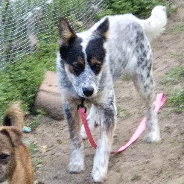 Enlarge Clara, a Adoptable Cattle Dog in Blue Springs, MO image 1/3
