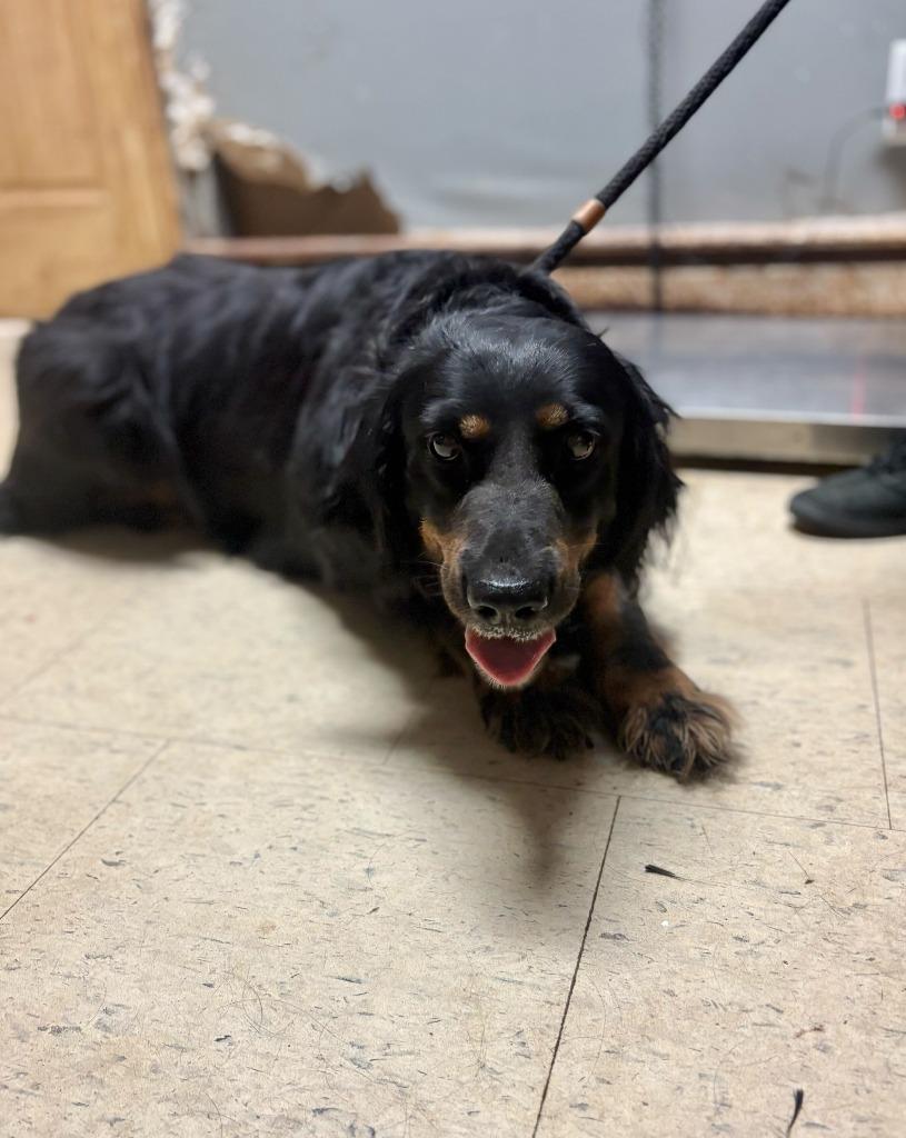 Madam Scallywag, Adoptable, Adult Female Gordon Setter & Mixed Breed.