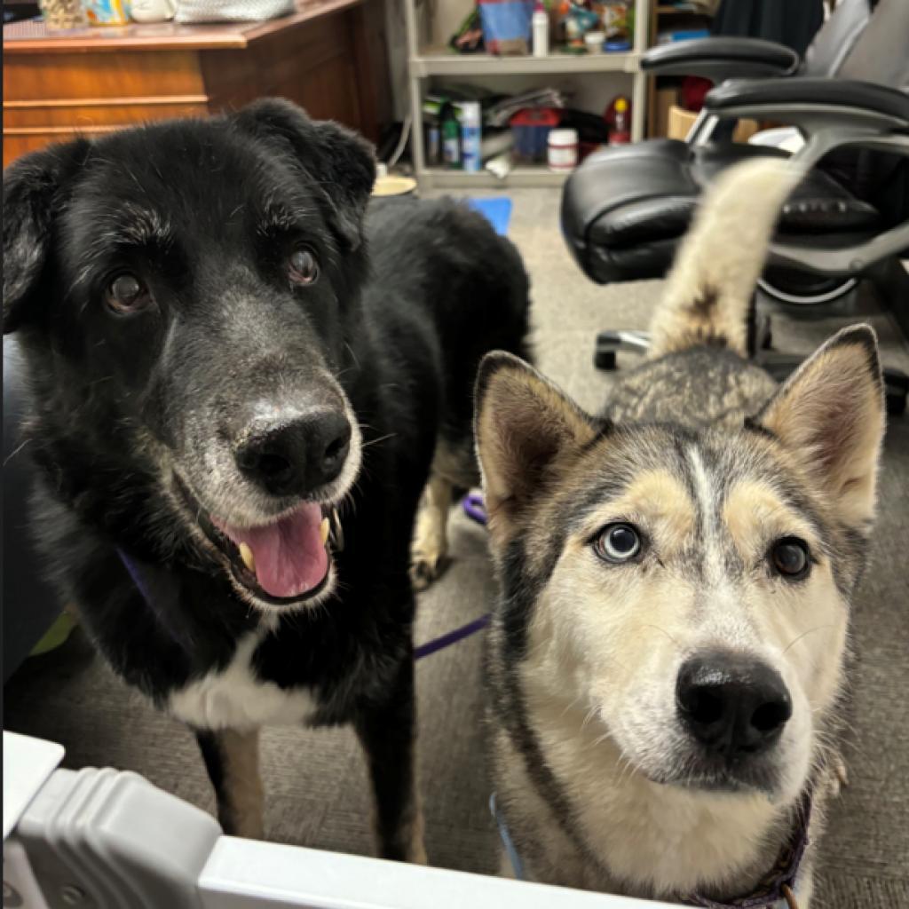 Ezio, a Adoptable mixed breed in Pahrump, NV image 1/5