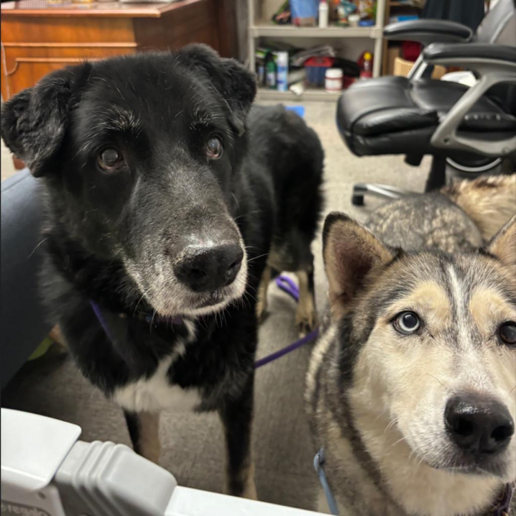 Ezio, a Adoptable mixed breed in Pahrump, NV image 2/5