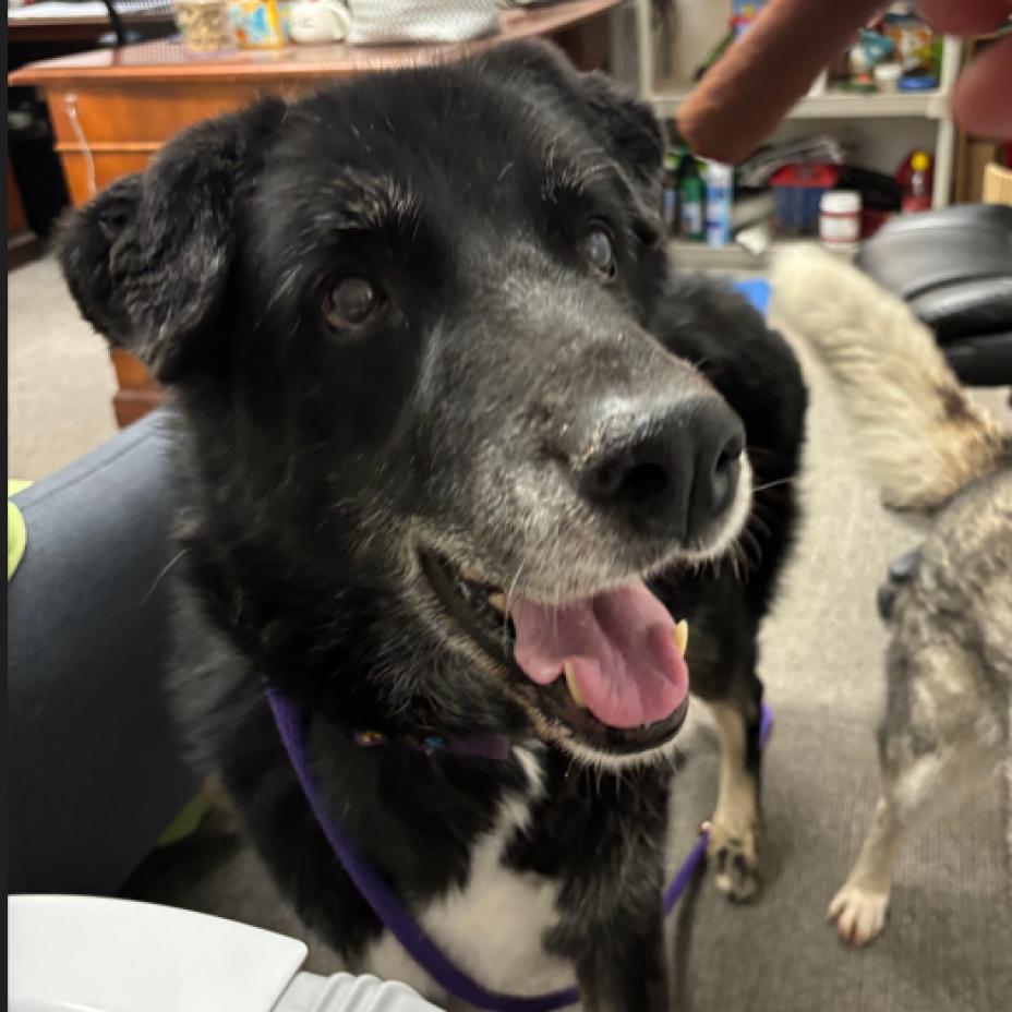 Ezio, a Adoptable mixed breed in Pahrump, NV image 3/5