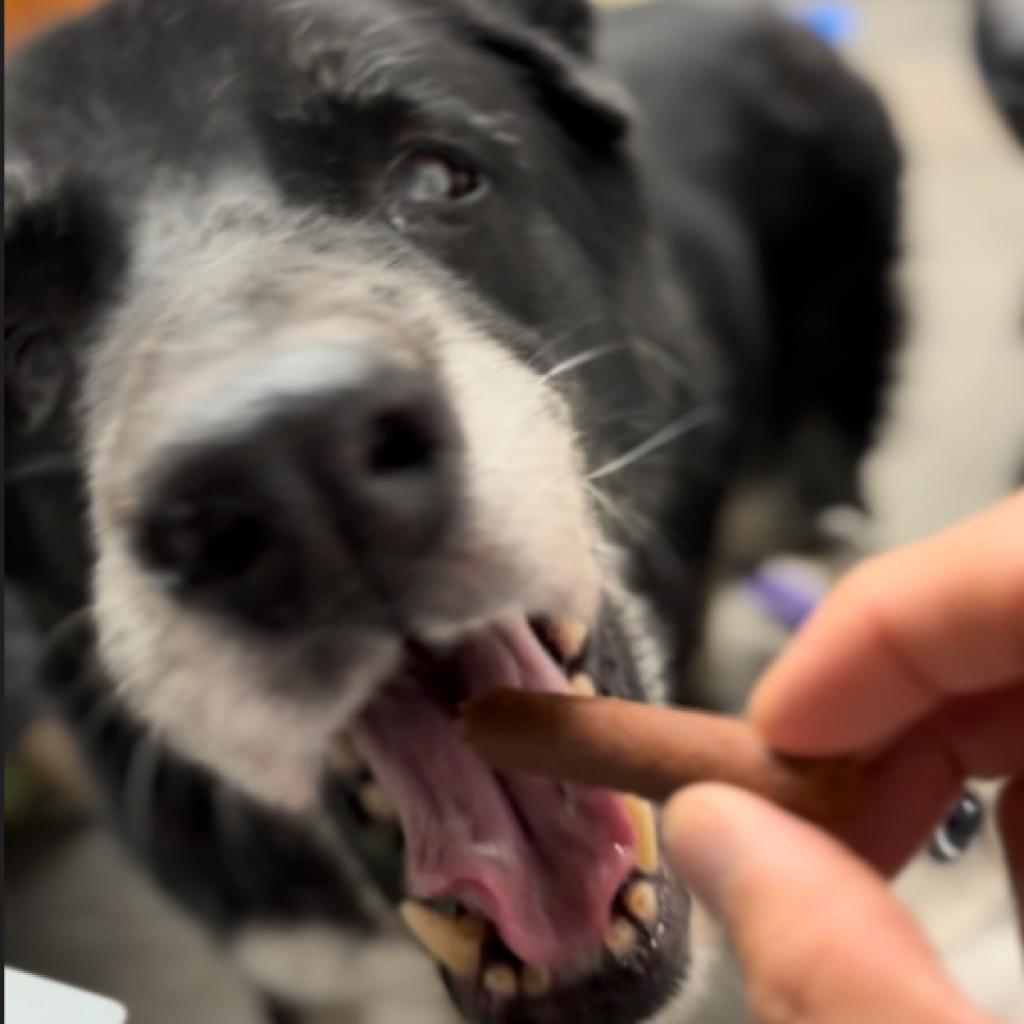 Ezio, a Adoptable mixed breed in Pahrump, NV image 4/5