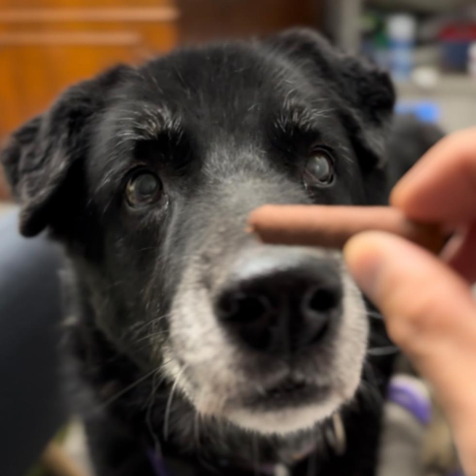 Ezio, a Adoptable mixed breed in Pahrump, NV image 5/5