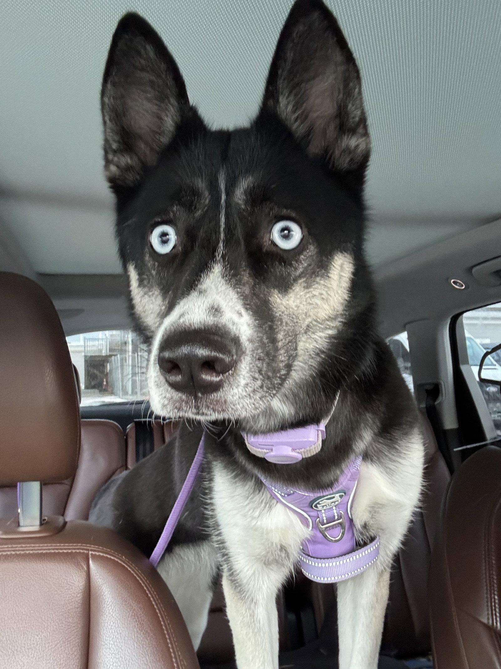 Enlarge Dascha, a Adoptable mixed breed in McKinney, TX image 2/3