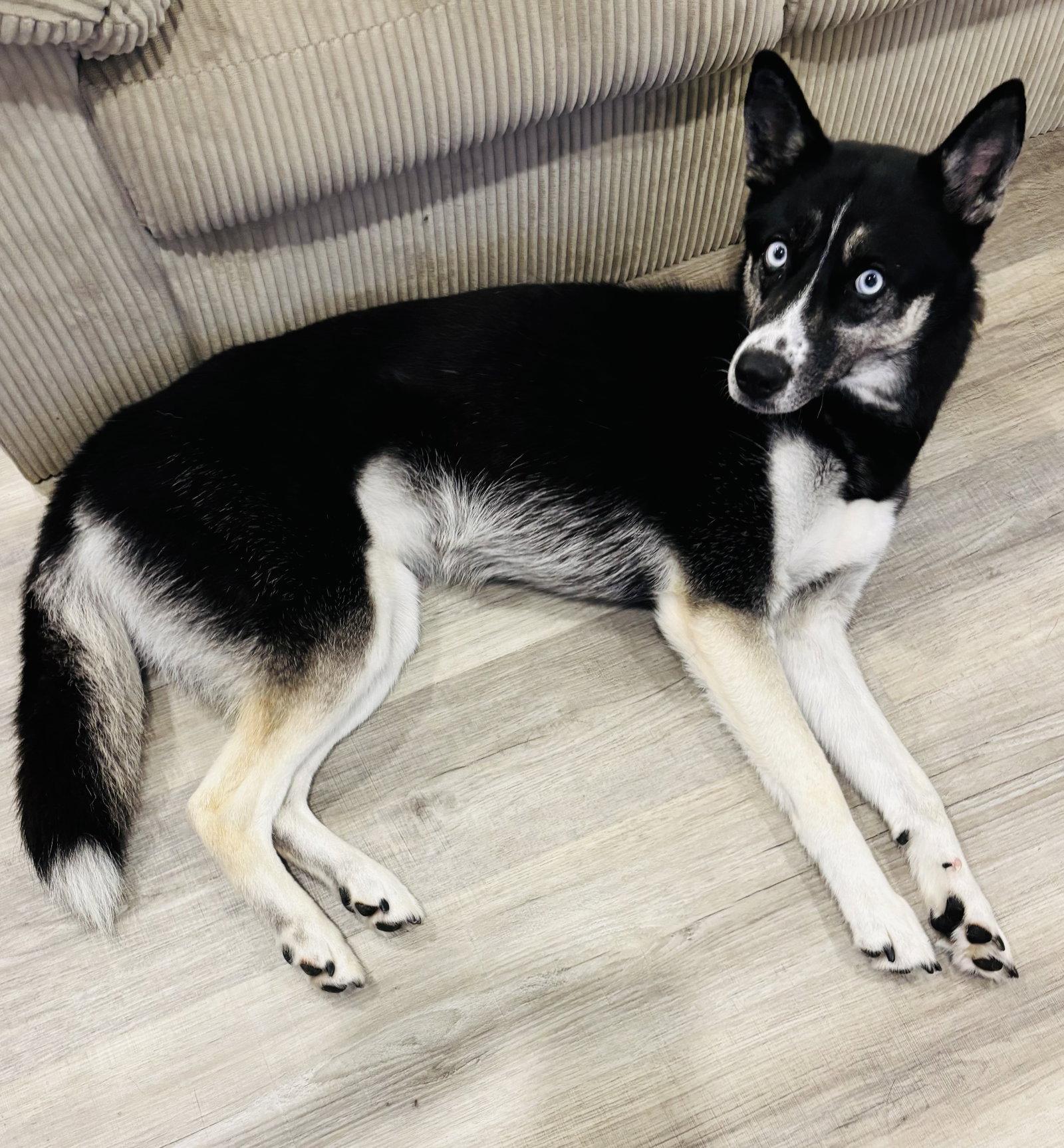 Enlarge Dascha, a Adoptable mixed breed in McKinney, TX image 3/3