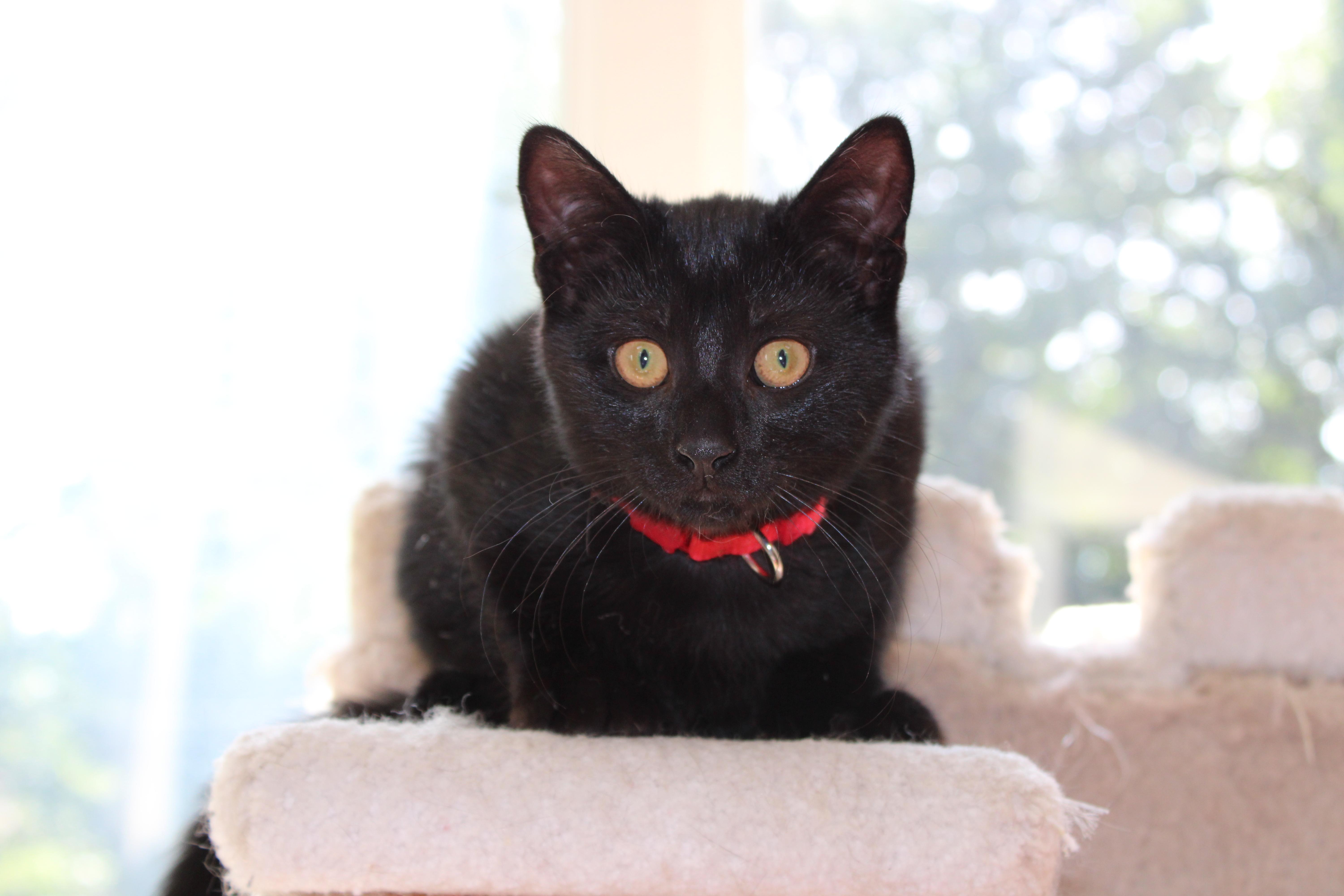 Enlarge Charlotte, a ADOPTABLE mixed breed in Schenectady, NY image 4/5