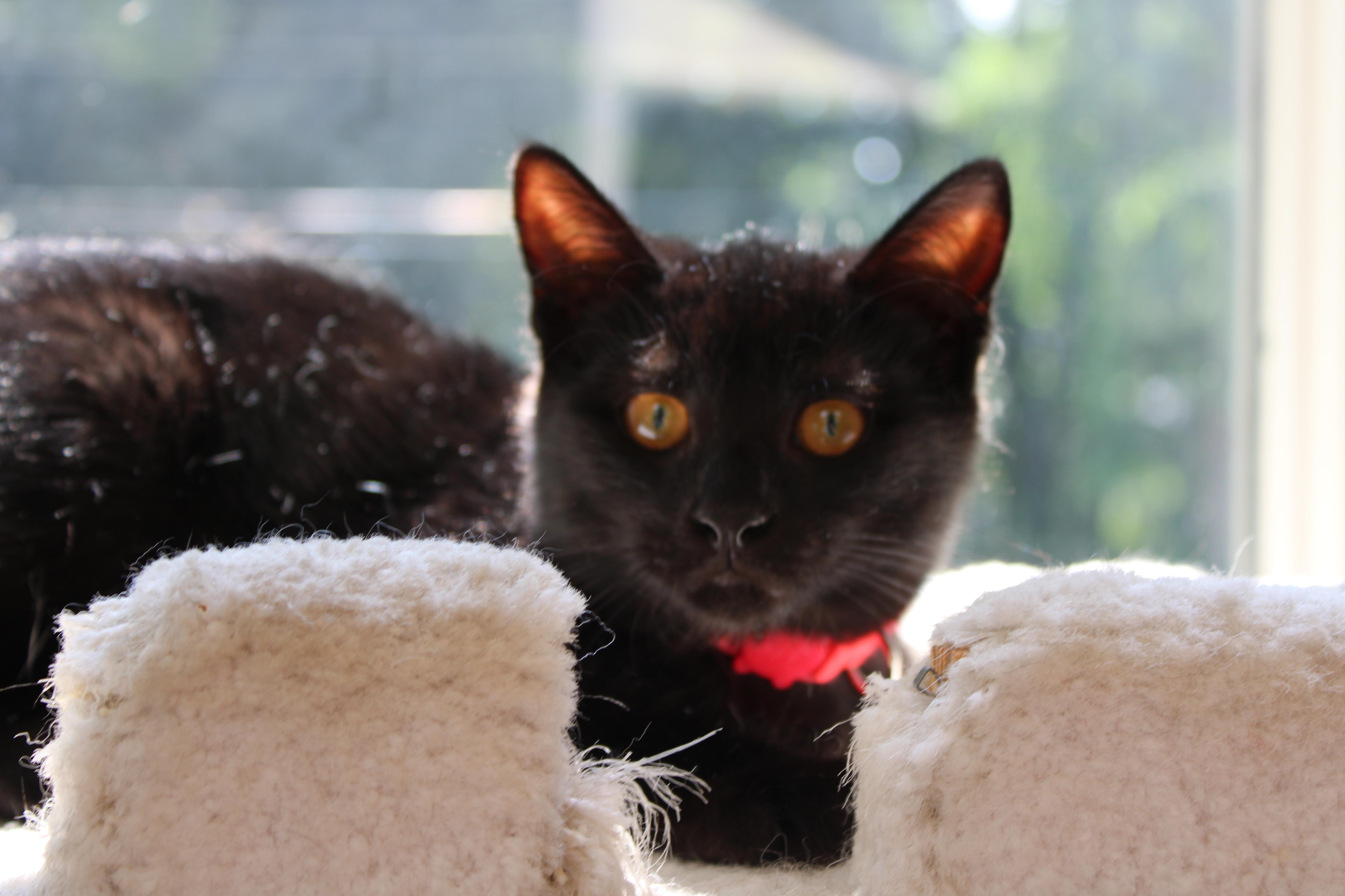 Charlotte, ADOPTABLE, Kitten Female Domestic Short Hair.