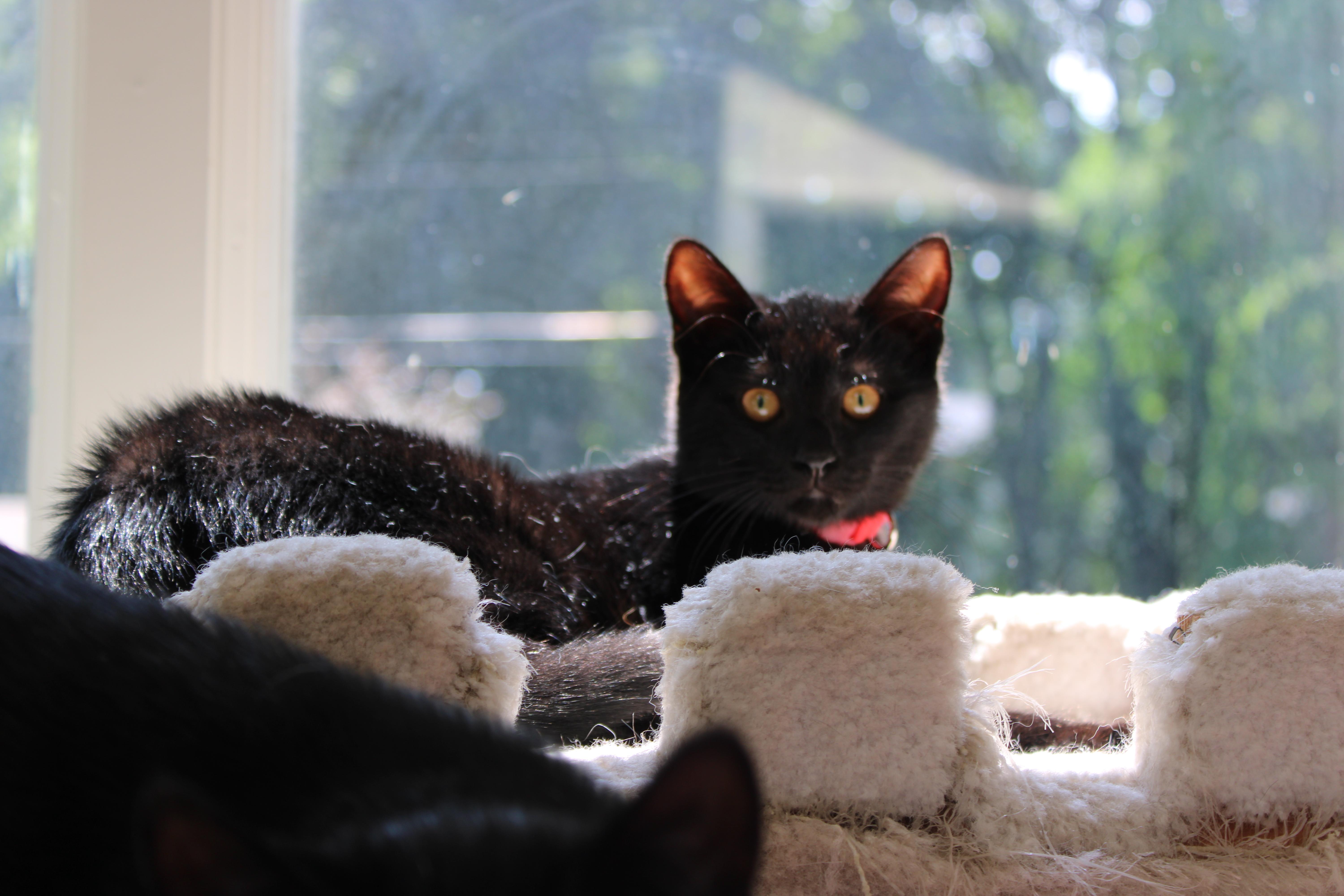 Enlarge Charlotte, a ADOPTABLE mixed breed in Schenectady, NY image 5/5
