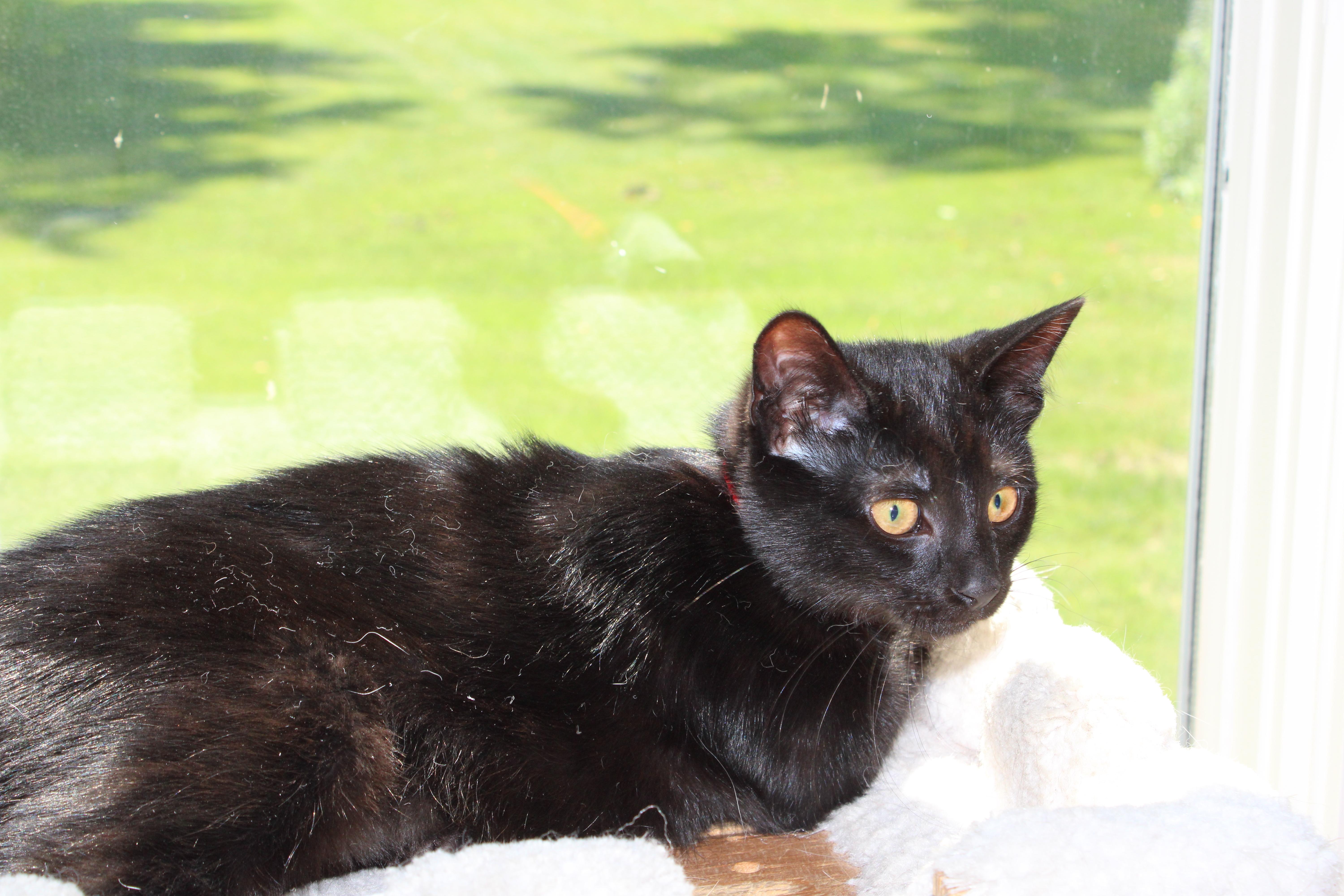 Enlarge Charlotte, a ADOPTABLE mixed breed in Schenectady, NY image 3/5