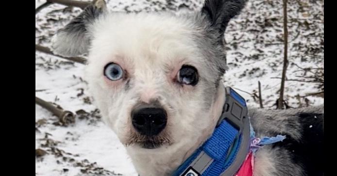 Enlarge Happy, a Adoptable mixed breed in Irwin, PA image 1/5