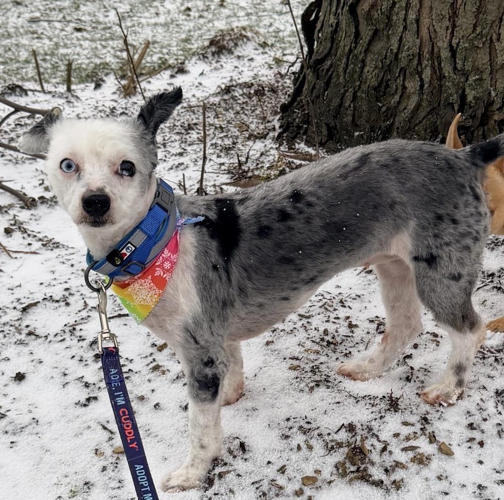 Enlarge Happy, a Adoptable mixed breed in Irwin, PA image 2/5