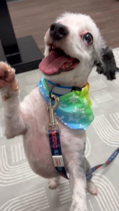 Enlarge Happy, a Adoptable mixed breed in Irwin, PA video 4/5