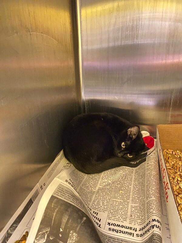 Enlarge Spring, a Adoptable Domestic Short Hair in Jackson, TN image 1/4