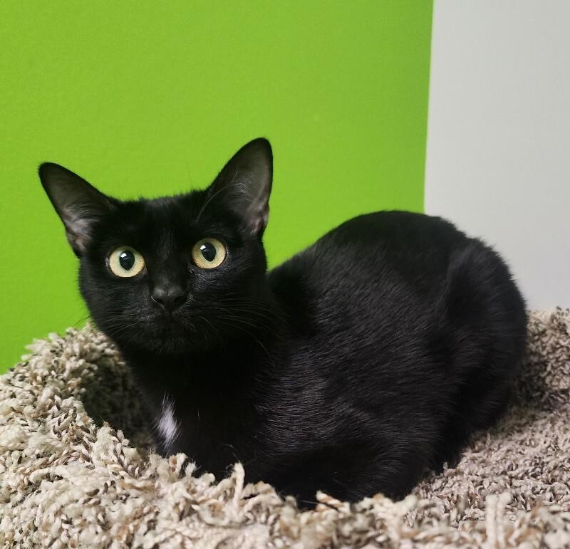 Enlarge Spring, a Adoptable Domestic Short Hair in Jackson, TN image 2/4
