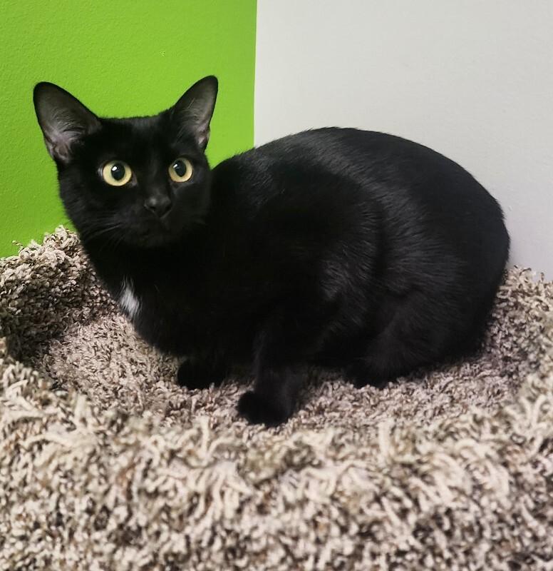 Enlarge Spring, a Adoptable Domestic Short Hair in Jackson, TN image 3/4