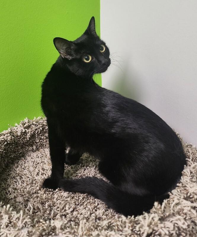Enlarge Spring, a Adoptable Domestic Short Hair in Jackson, TN image 4/4