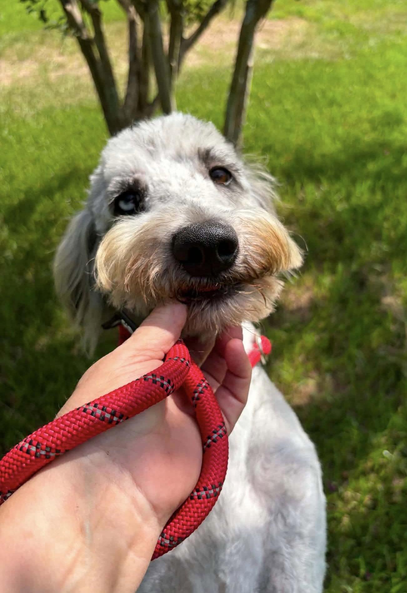 Logan, Adoptable, Young Male Standard Poodle.