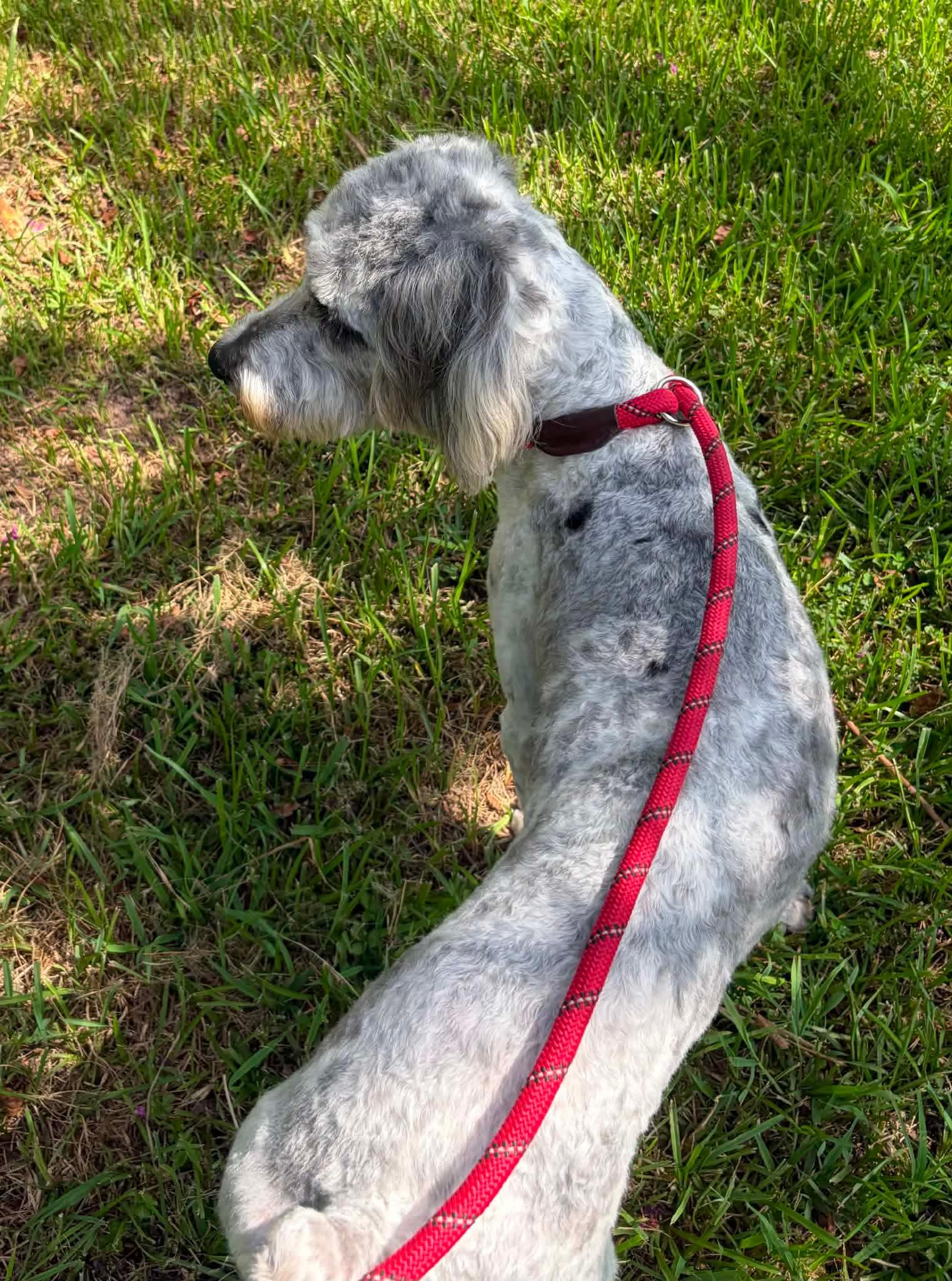 Enlarge Logan, a Adoptable Standard Poodle in Wakefield, RI image 2/3