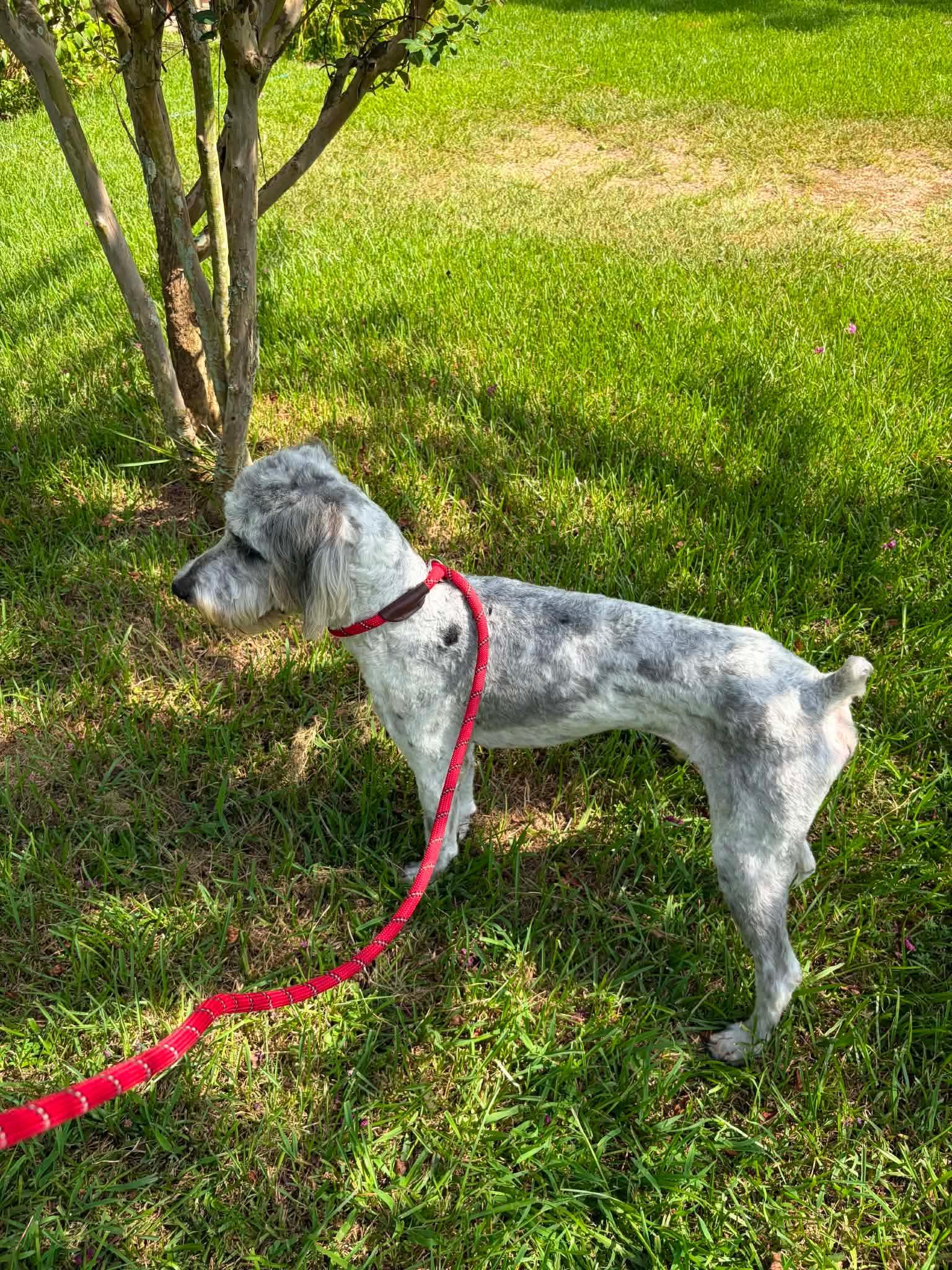 Enlarge Logan, a Adoptable Standard Poodle in Wakefield, RI image 3/3