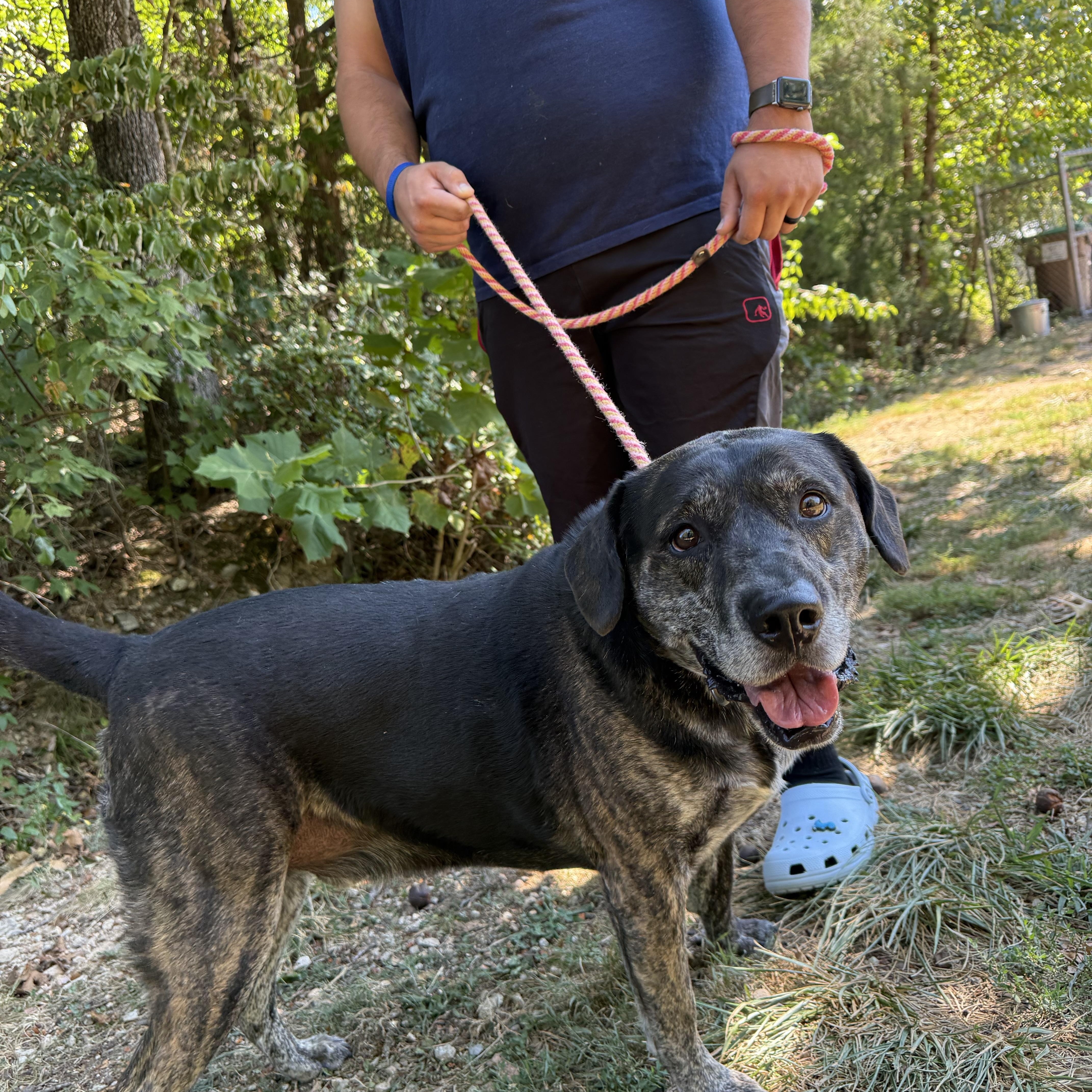 Enlarge Thor, a Adoptable mixed breed in Reeds Spring, MO image 3/3