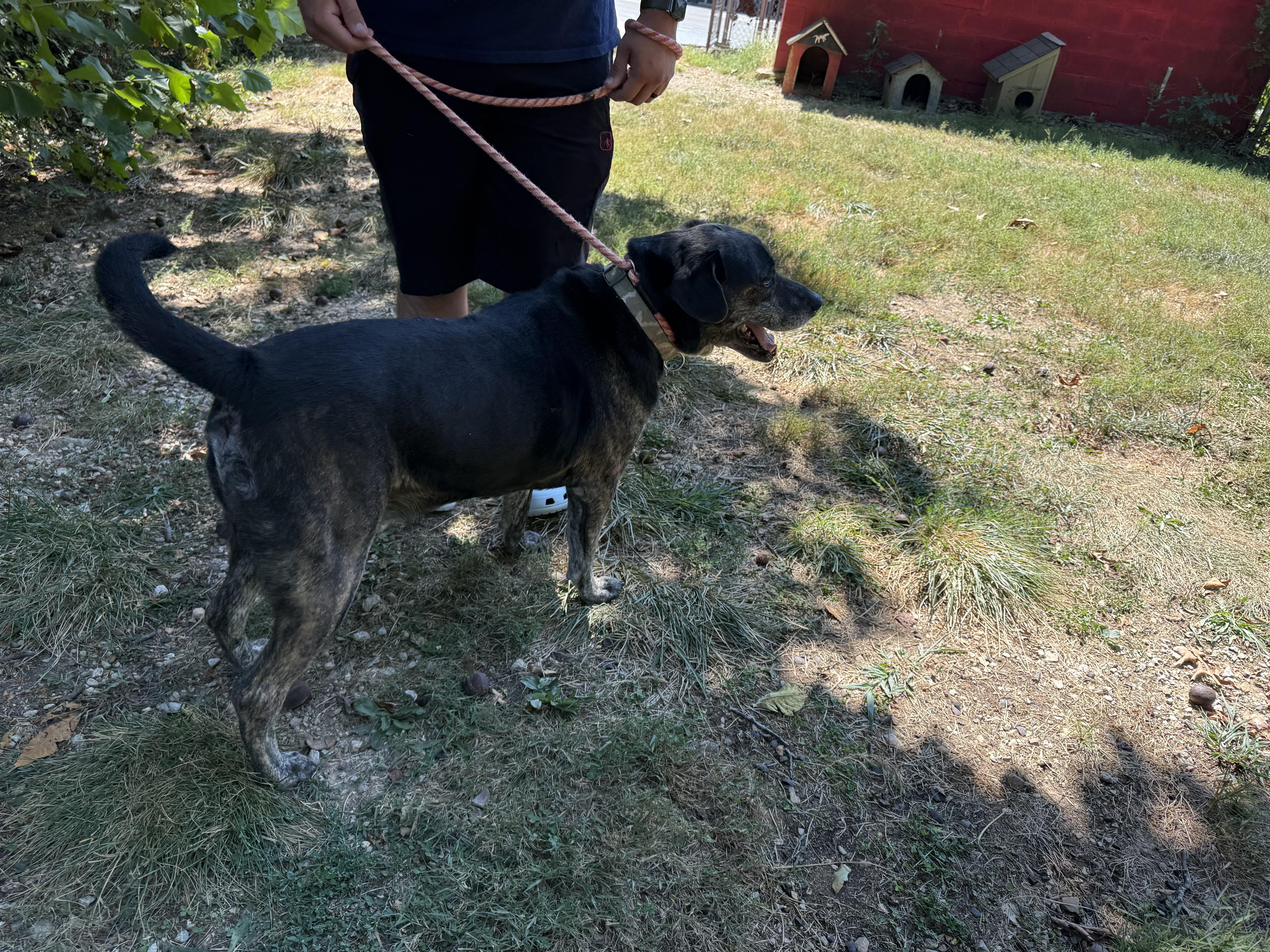 Enlarge Thor, a Adoptable mixed breed in Reeds Spring, MO image 2/3