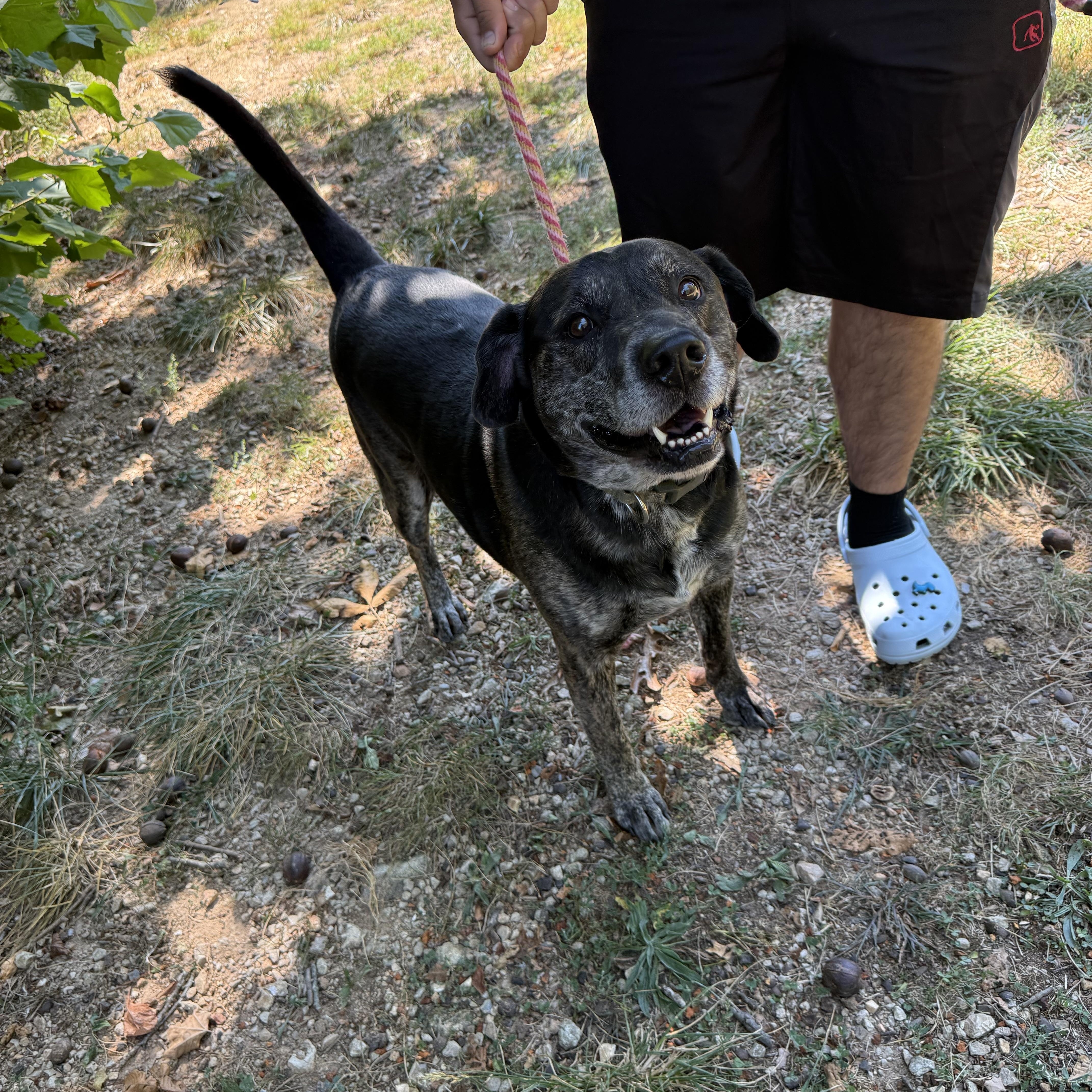 Thor, Adoptable, Senior Male Hound.