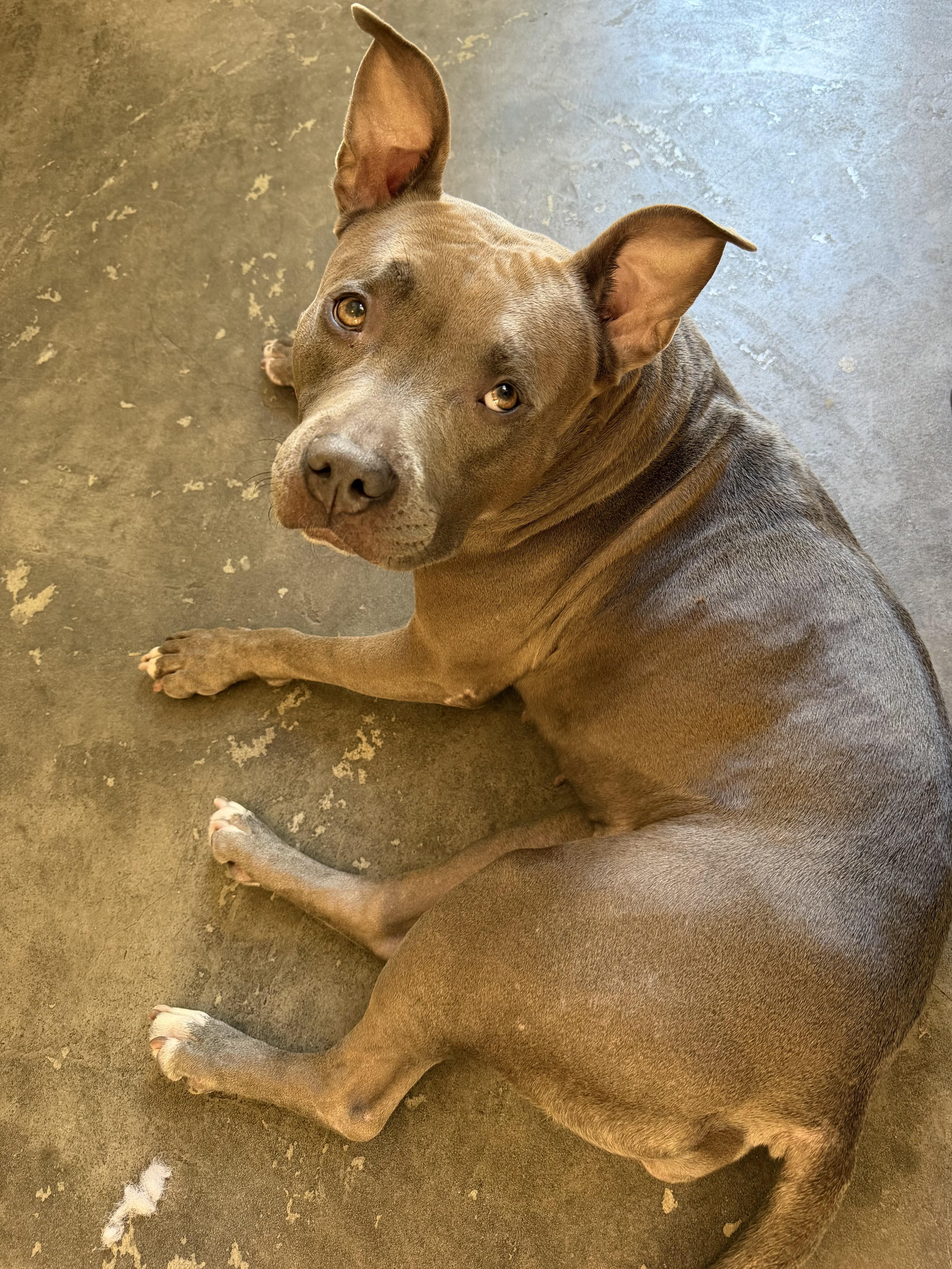 Enlarge Myla, a Adoptable Pit Bull Terrier in West Hollywood, CA image 3/3